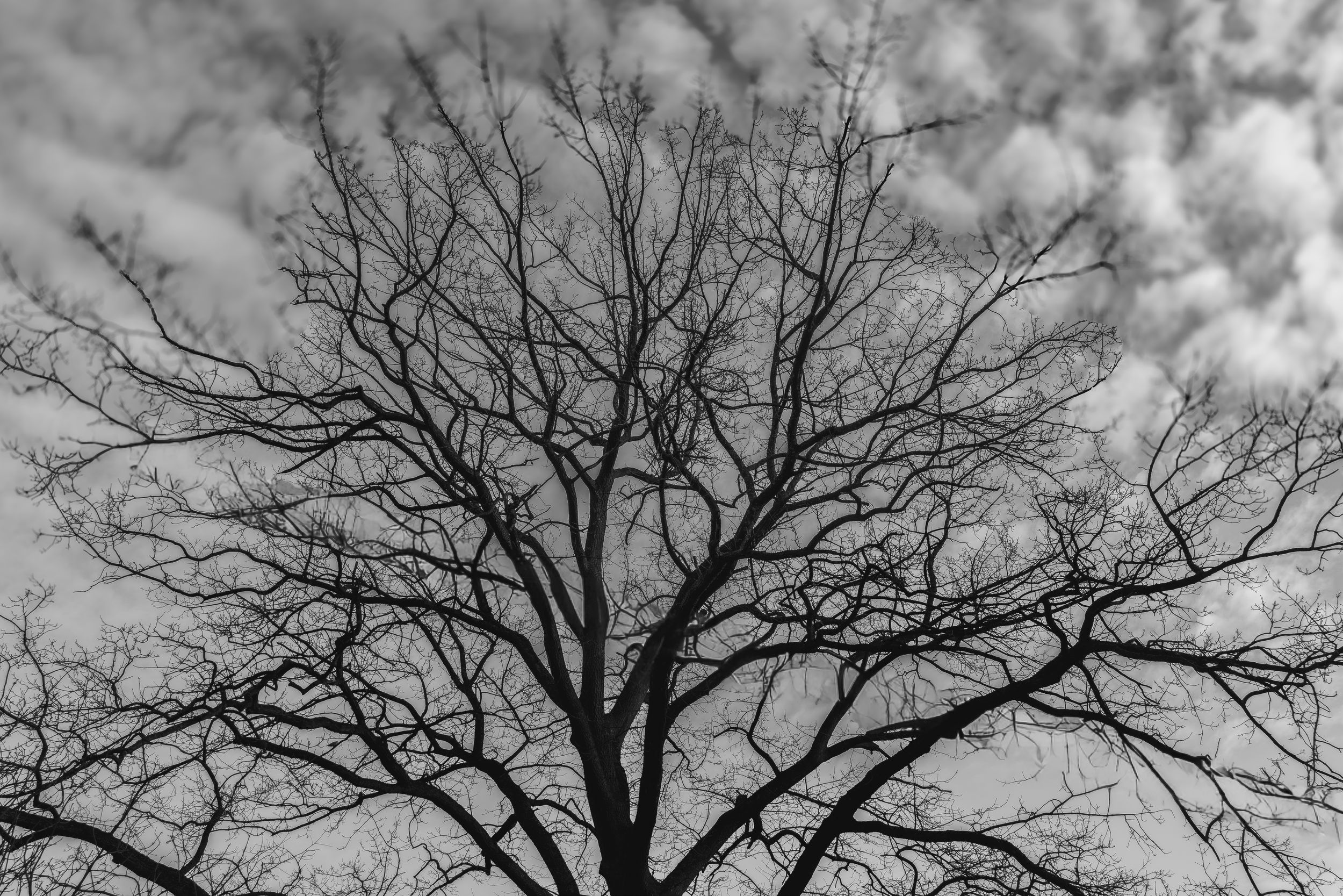 tree mono_1 by 🇳🇴JonArneFoss — YouPic