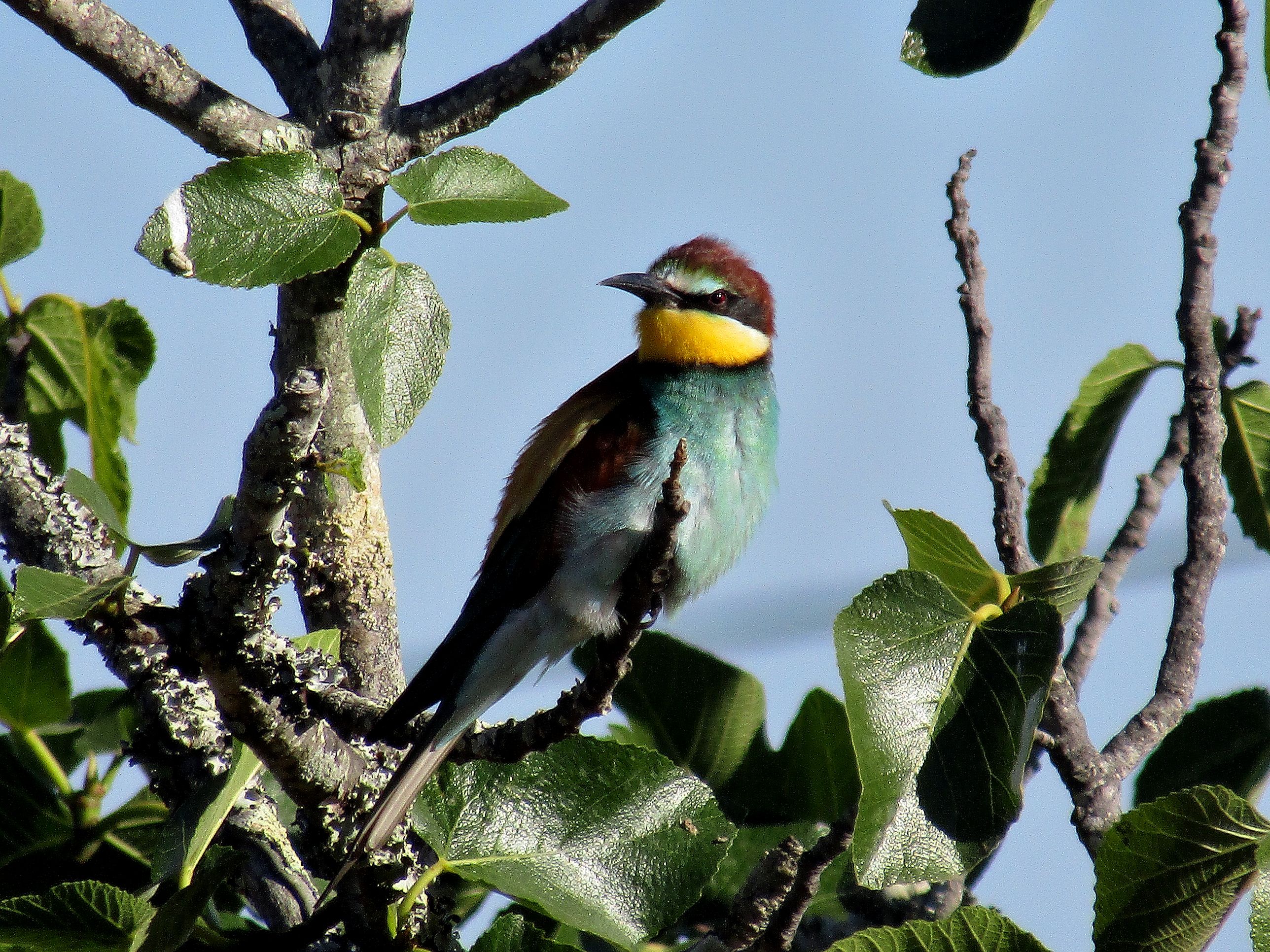 Merops apiaster by FERNANDO & KATRINA — YouPic