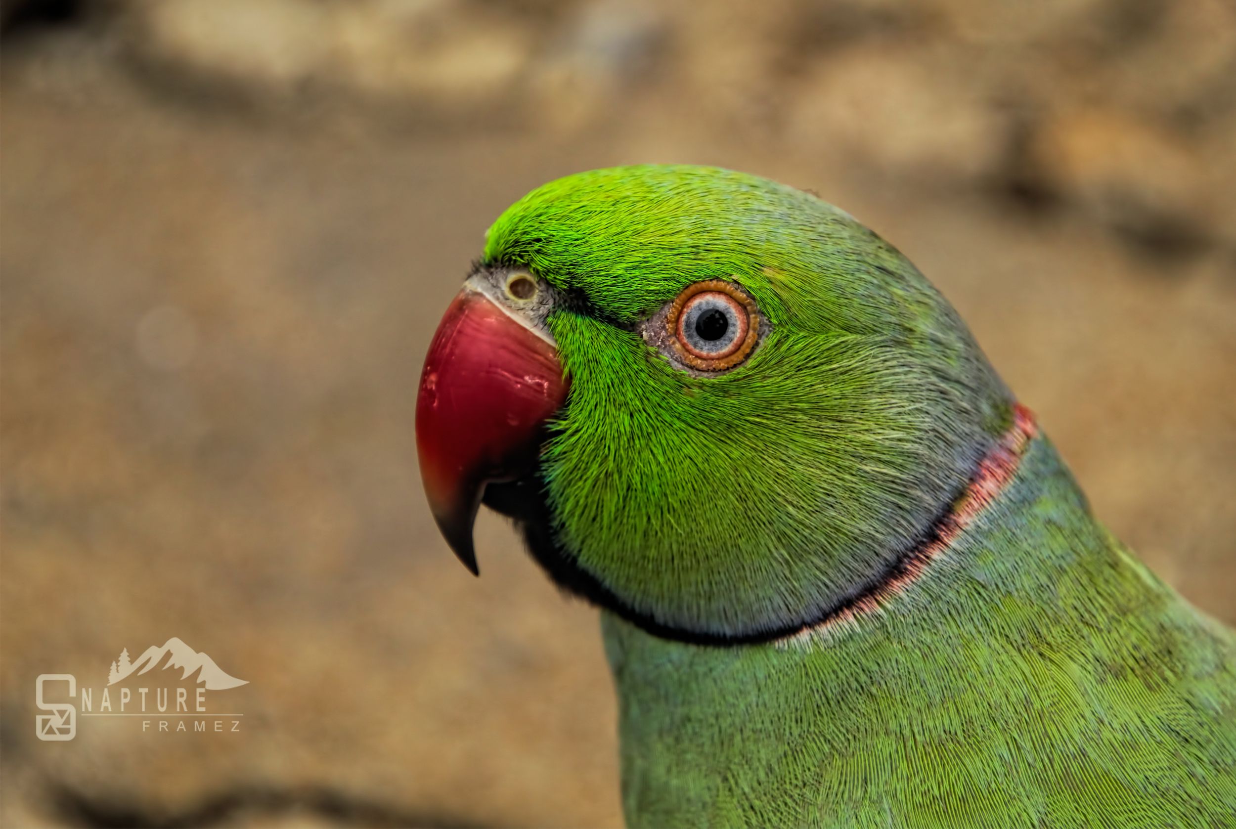 Rose Ringed Parakeet by viswaprem — YouPic