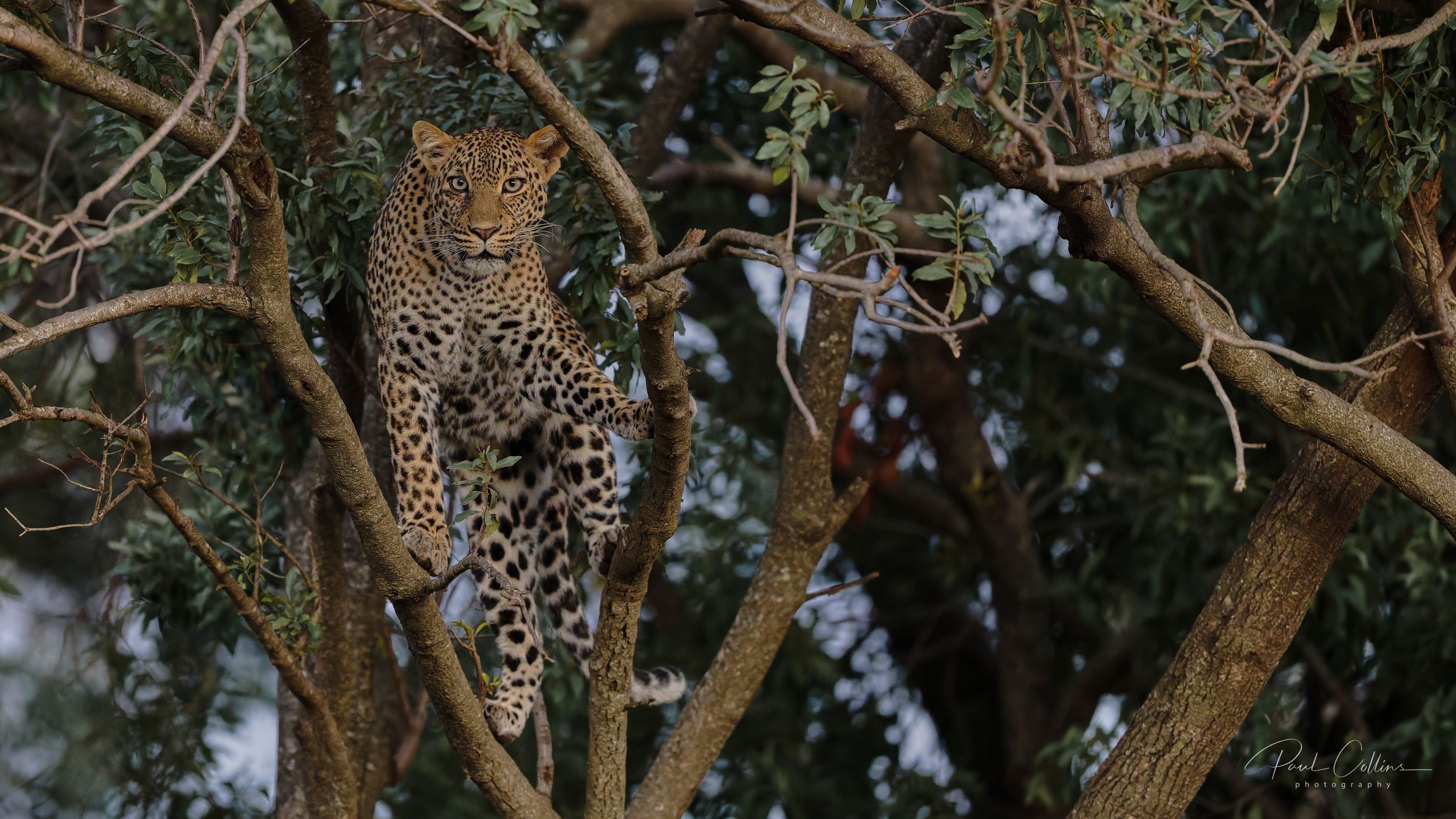 Early morning Leopard giving us a hard stare by Paul Collins — YouPic