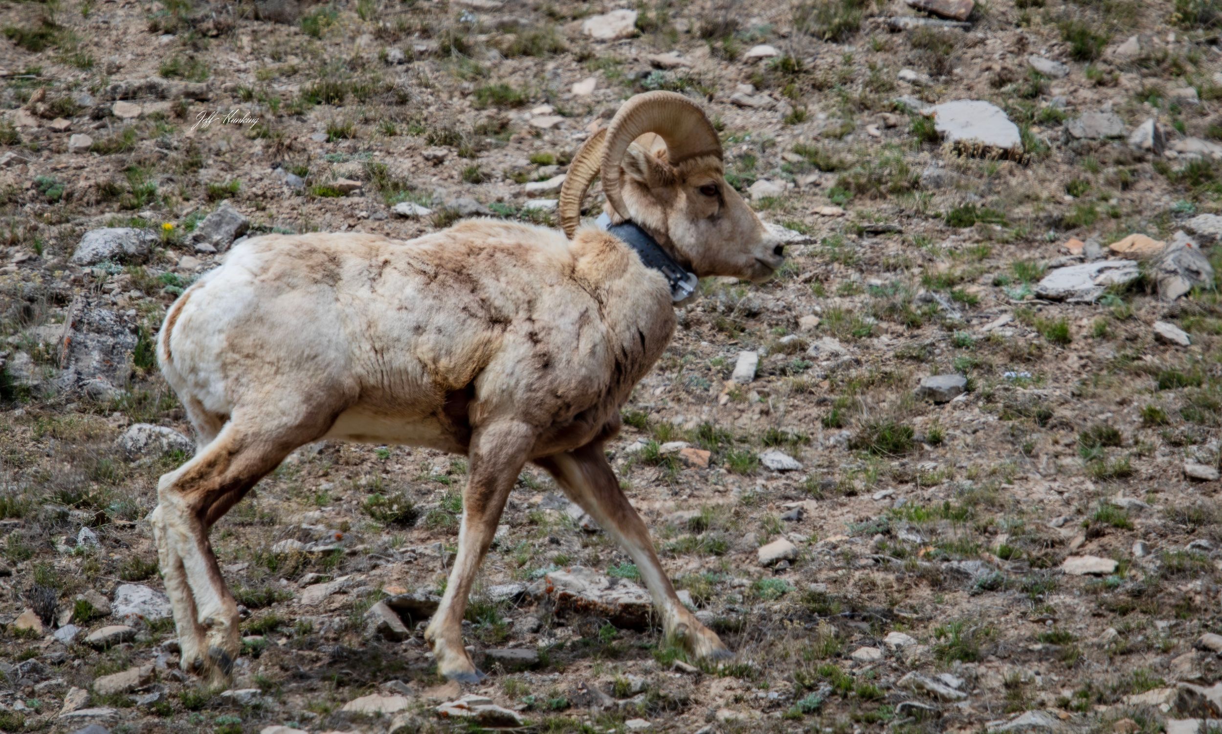 Bighorn sheep by Jeff Hunking — YouPic