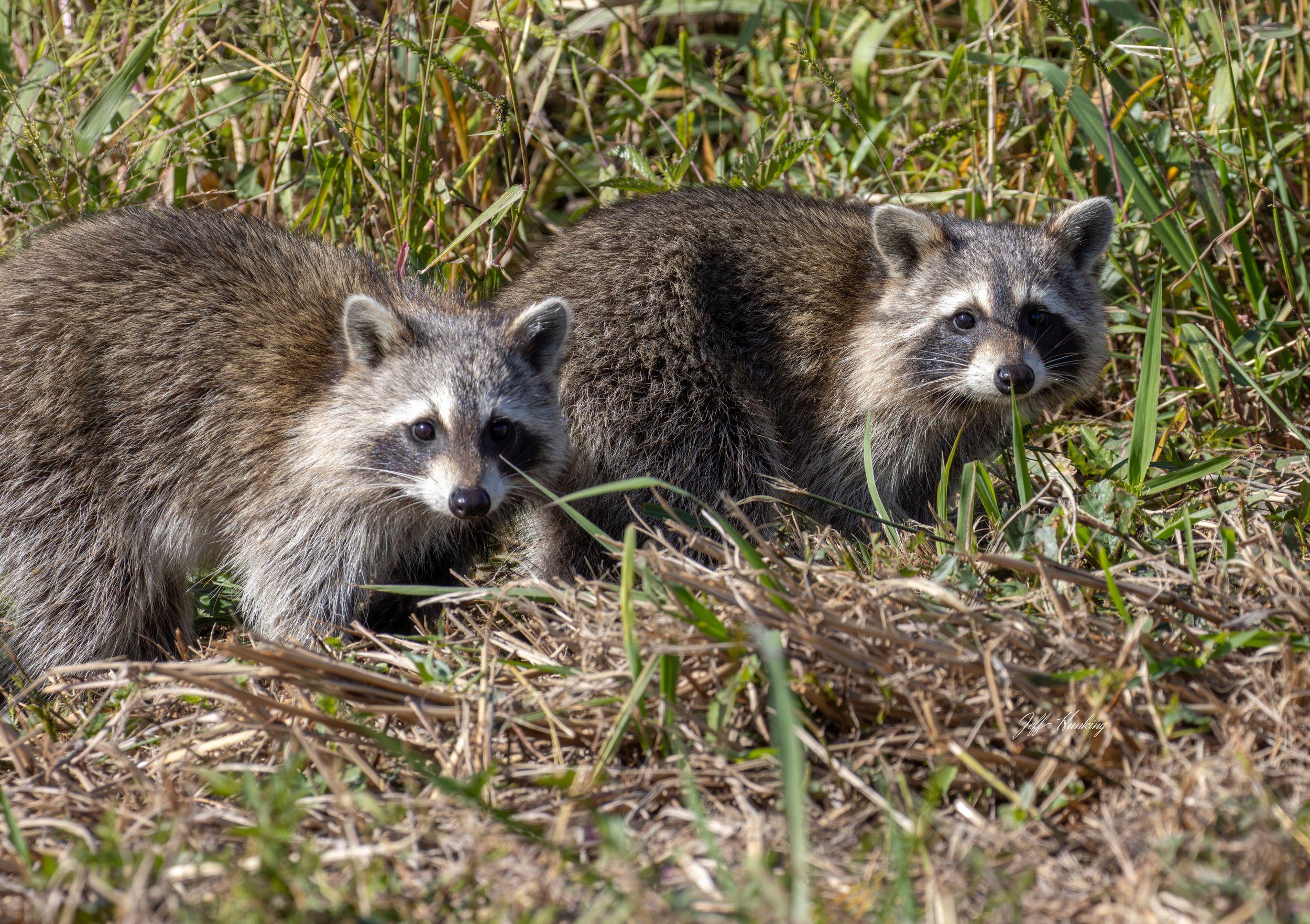 Raccoons by Jeff Hunking — YouPic