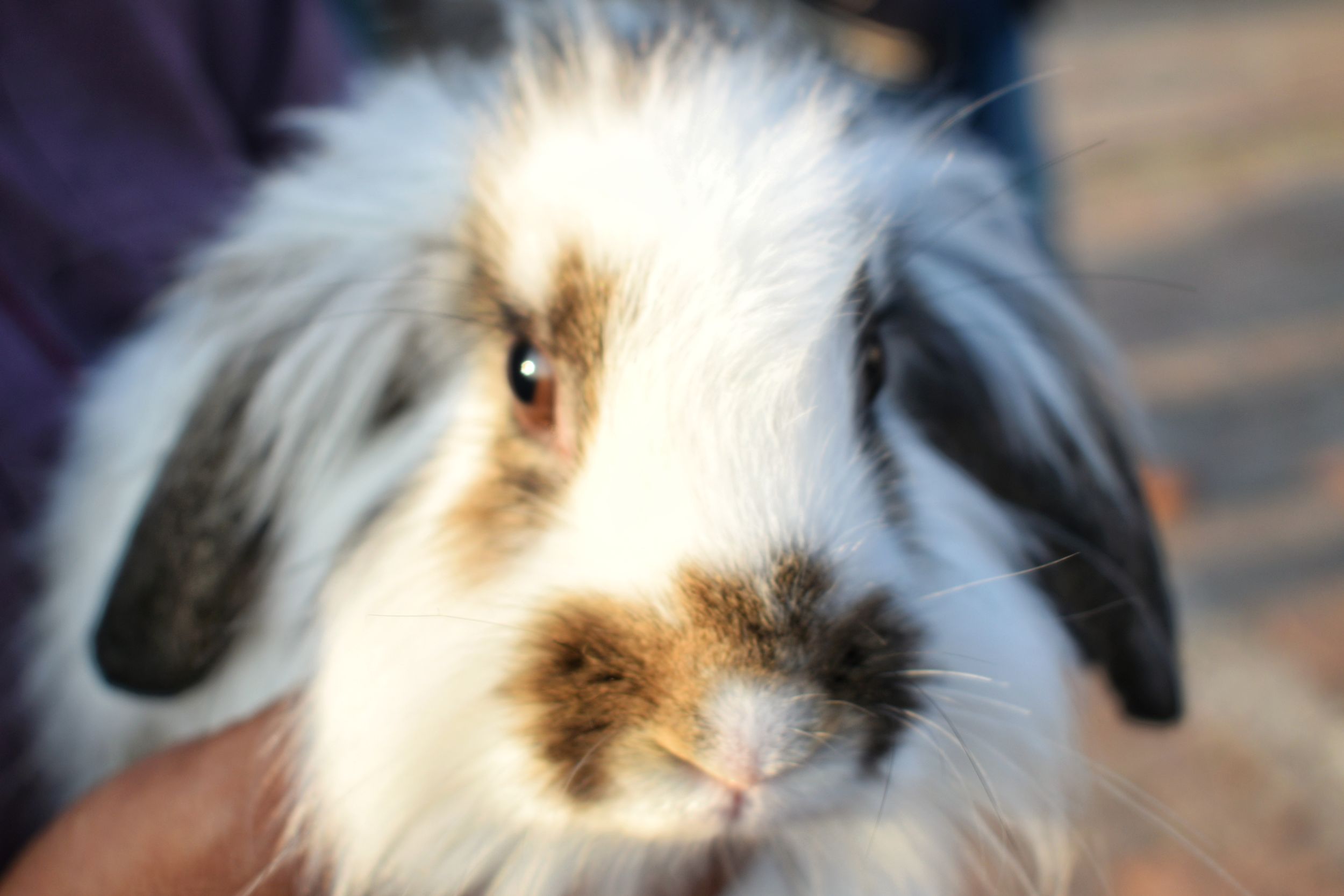 Rabbit face by Fahad Ayub — YouPic