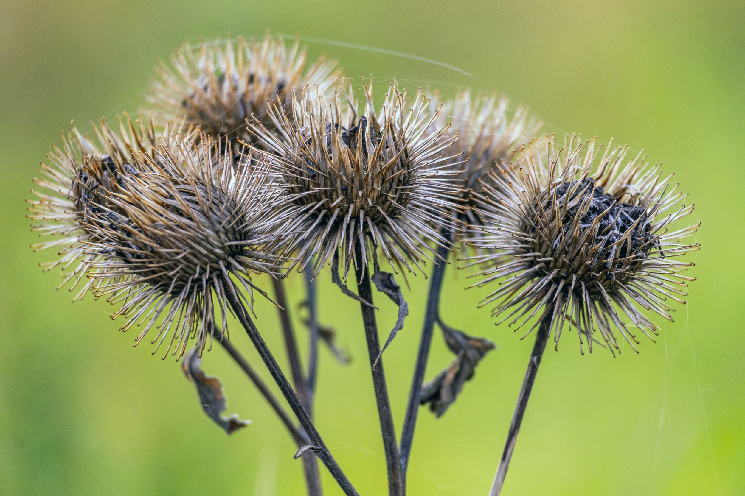 Burdock seeds by karlvock — YouPic