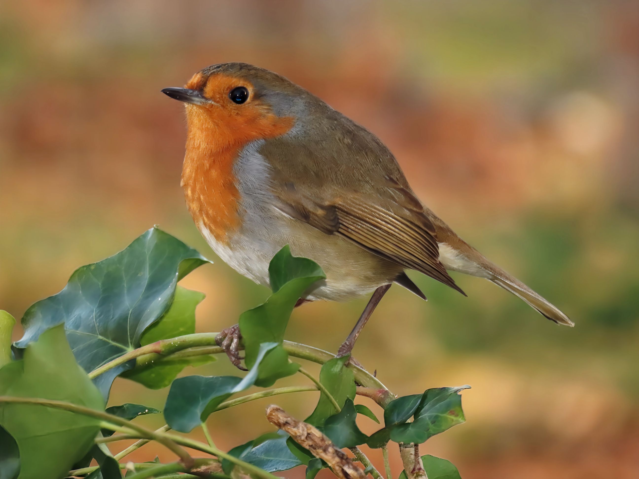 Beautiful Billy. by June — YouPic