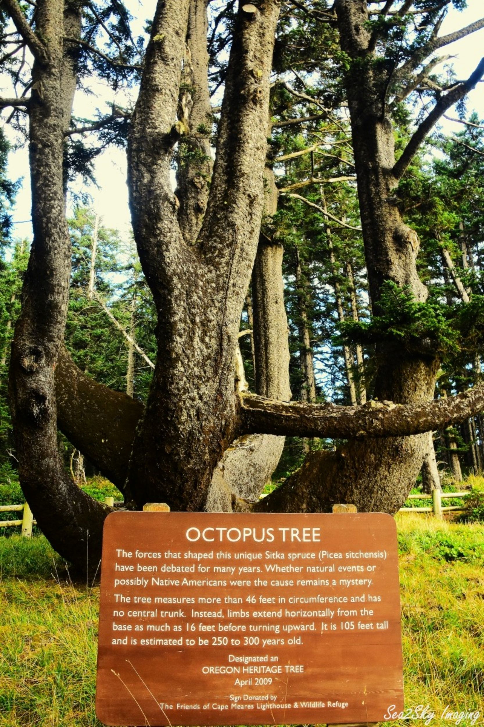 OCTOPUS TREE by Bob Curtiss — YouPic