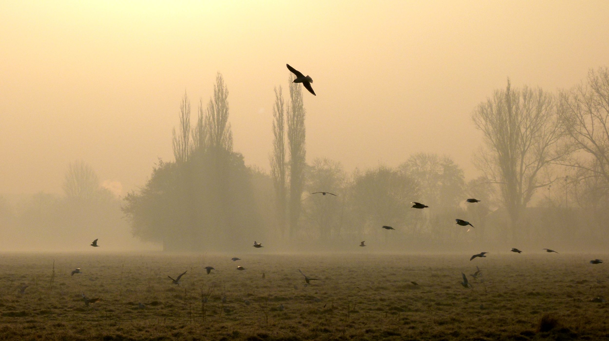Birds in the fog by wamako — YouPic
