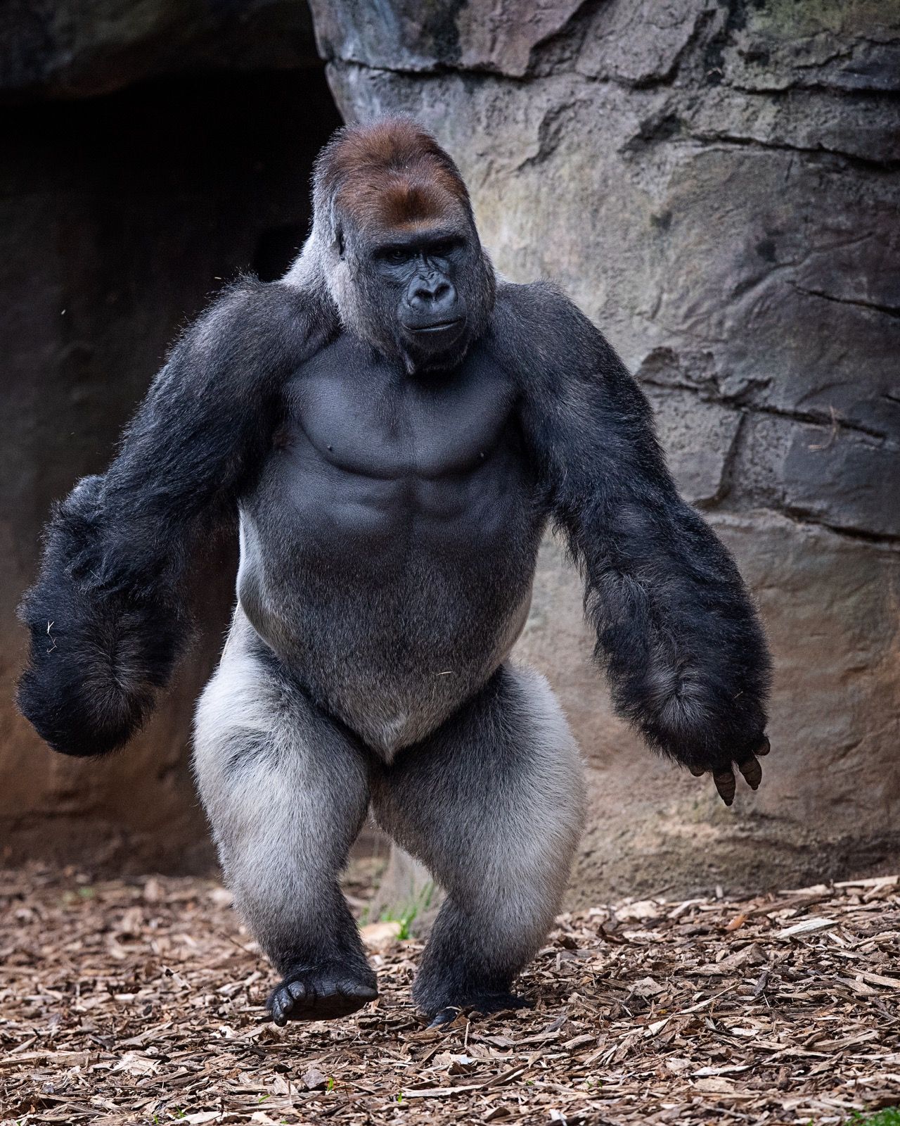 Western Lowland Gorilla by David Whelan — YouPic
