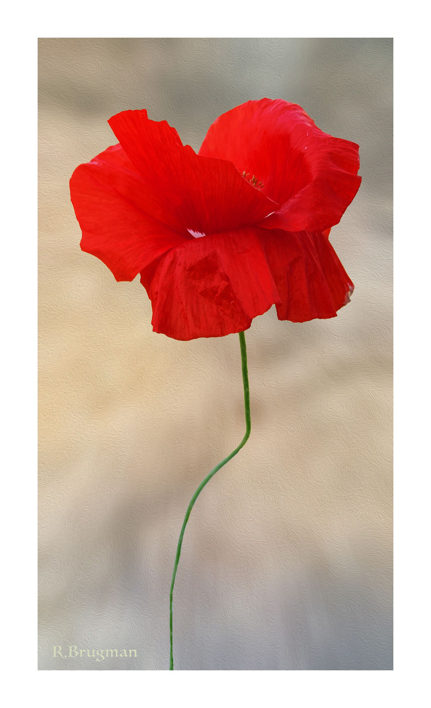 Poppy.. by rbrugm2 — YouPic