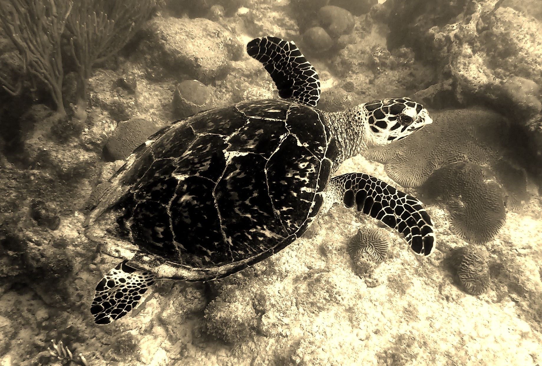 Turtle - B&W by Robb — YouPic