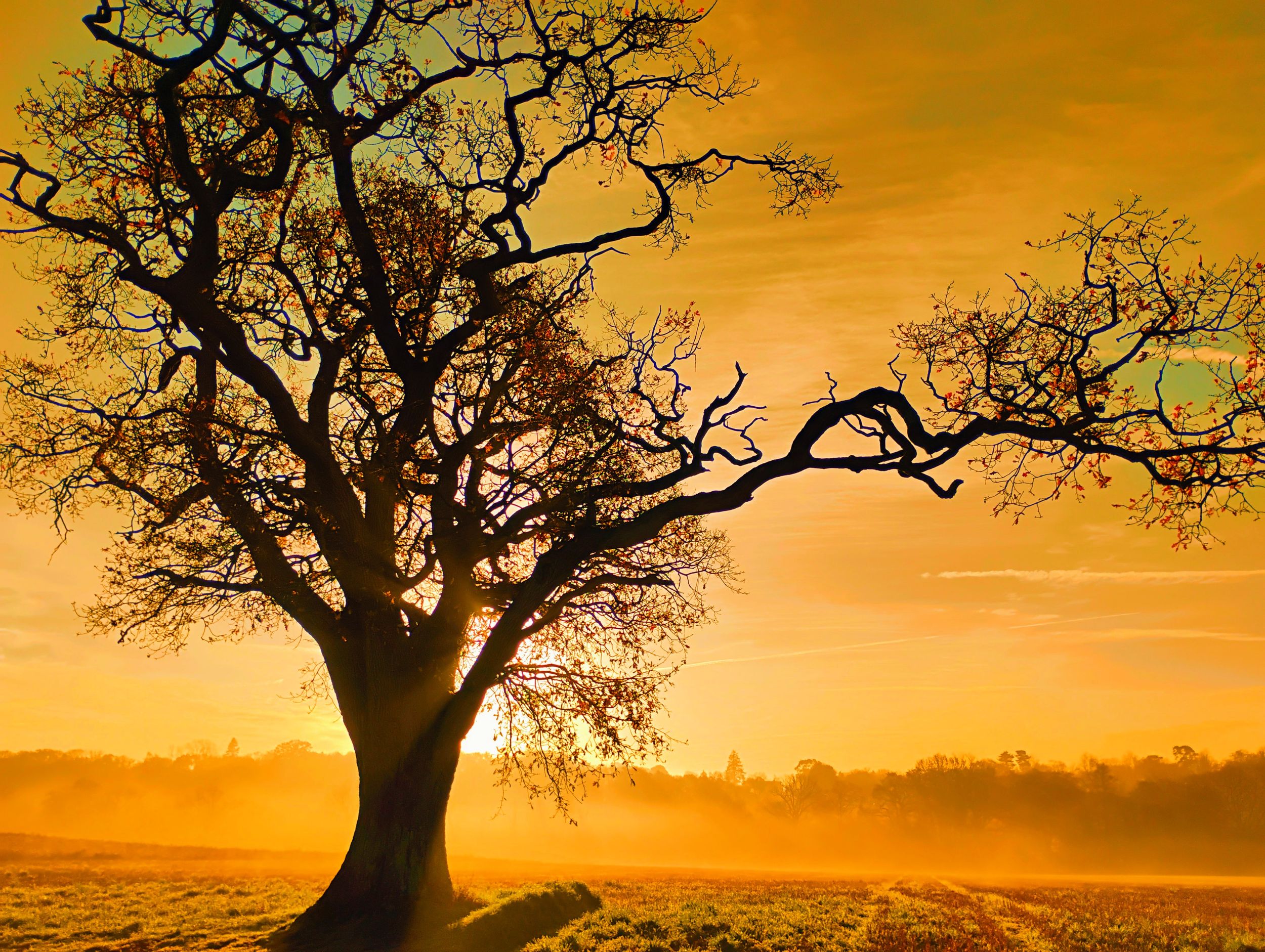 Golden Oak 3 by artist remraf — YouPic