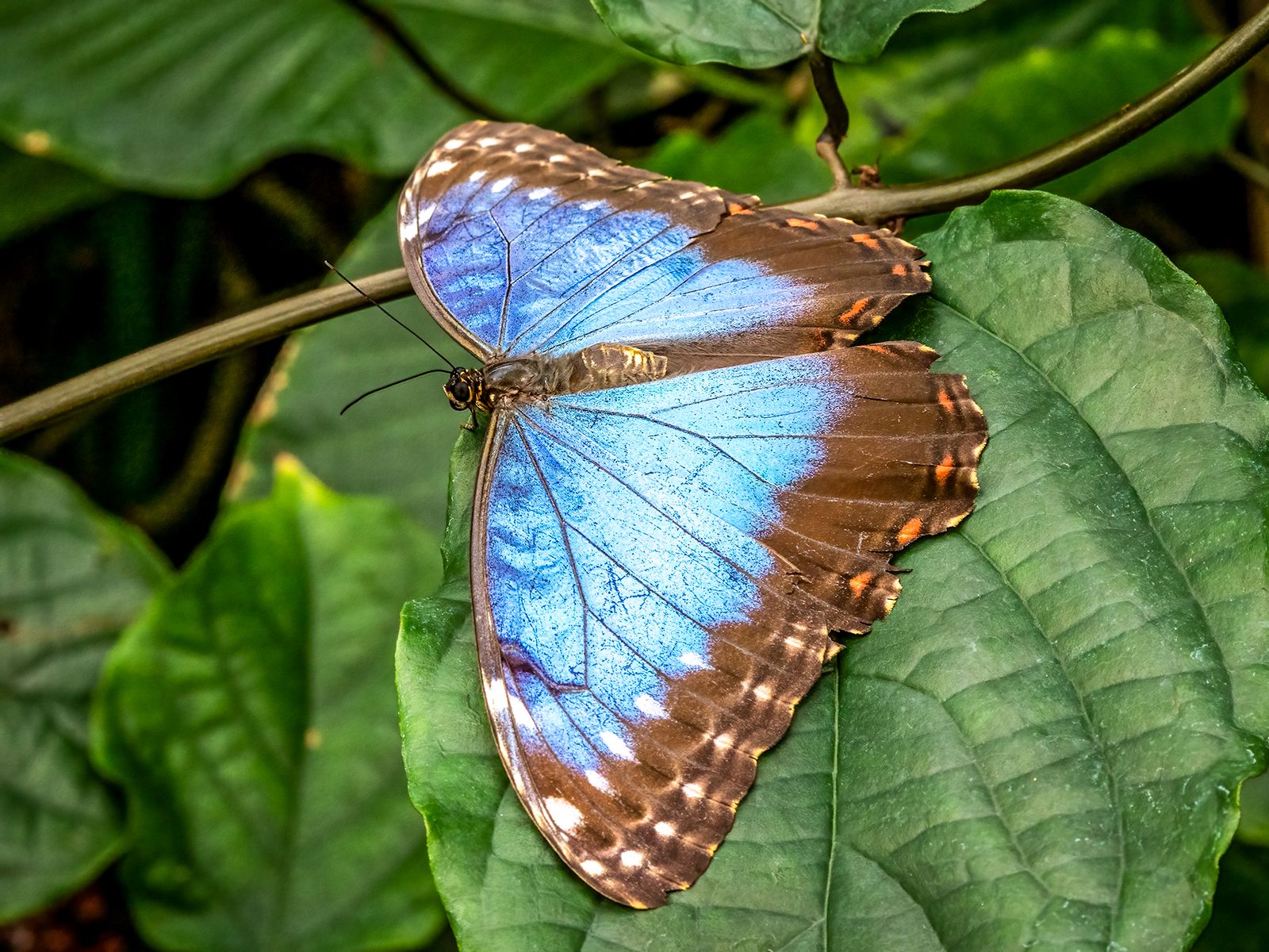 Blue Morpho Butterfly by Jim Obee — YouPic