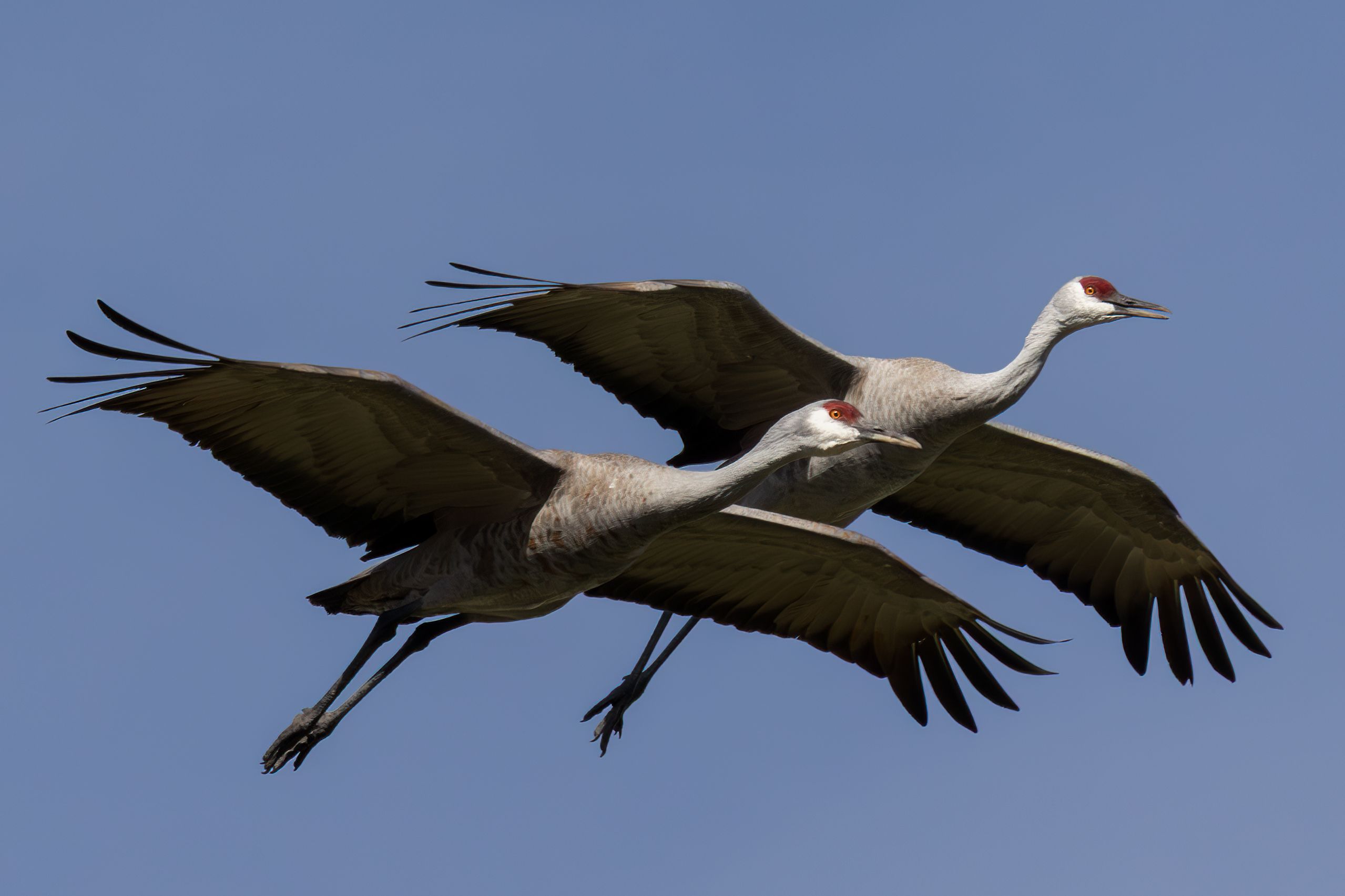 Sandhill Cranes by Jim Talbert — YouPic