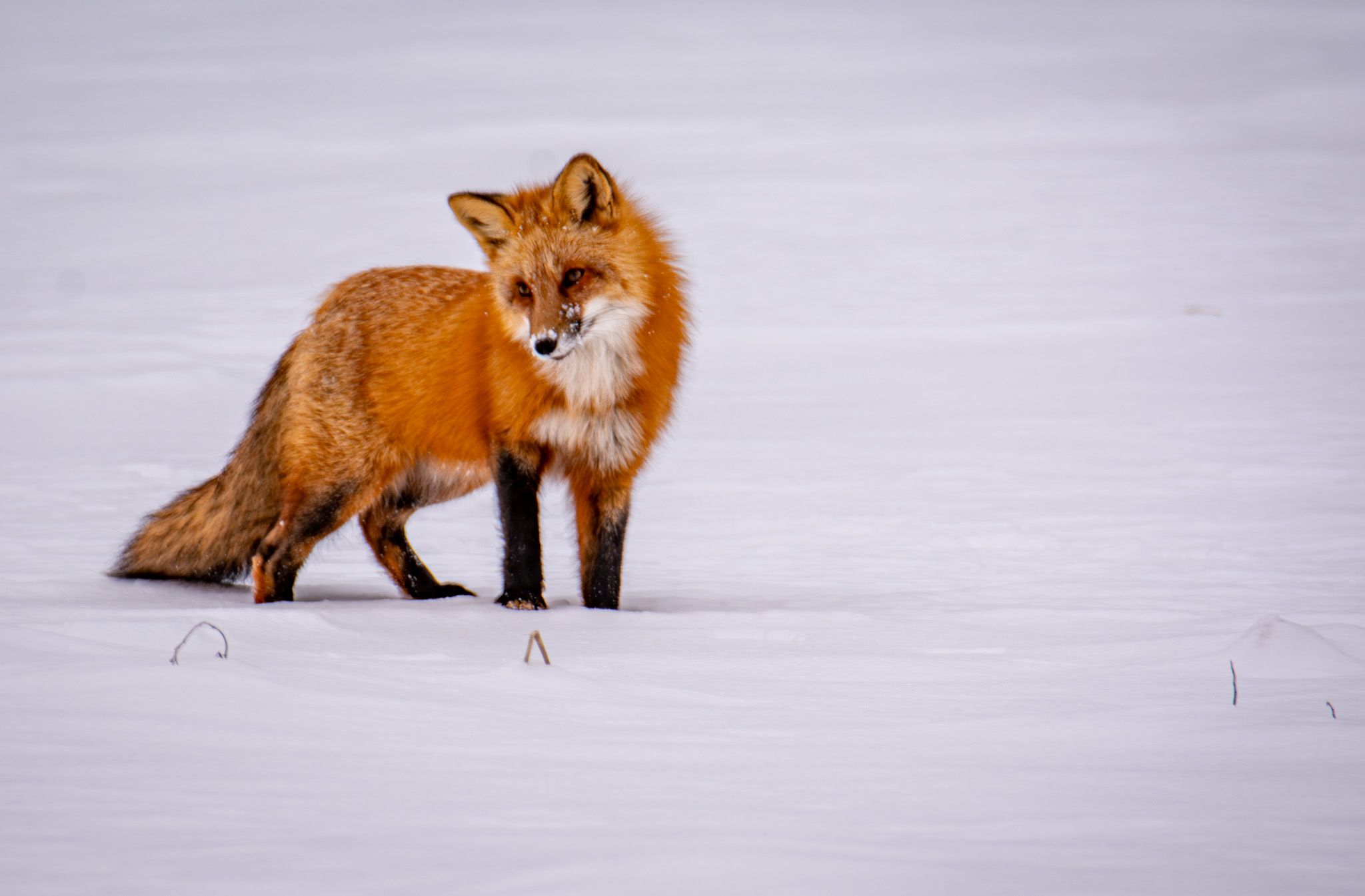 Red Fox2 by Wayne L. Talbot — YouPic