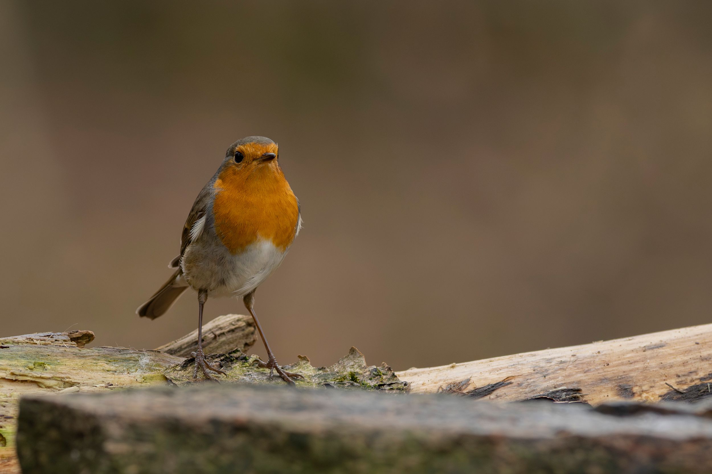 European robin by MickiPhoto — YouPic