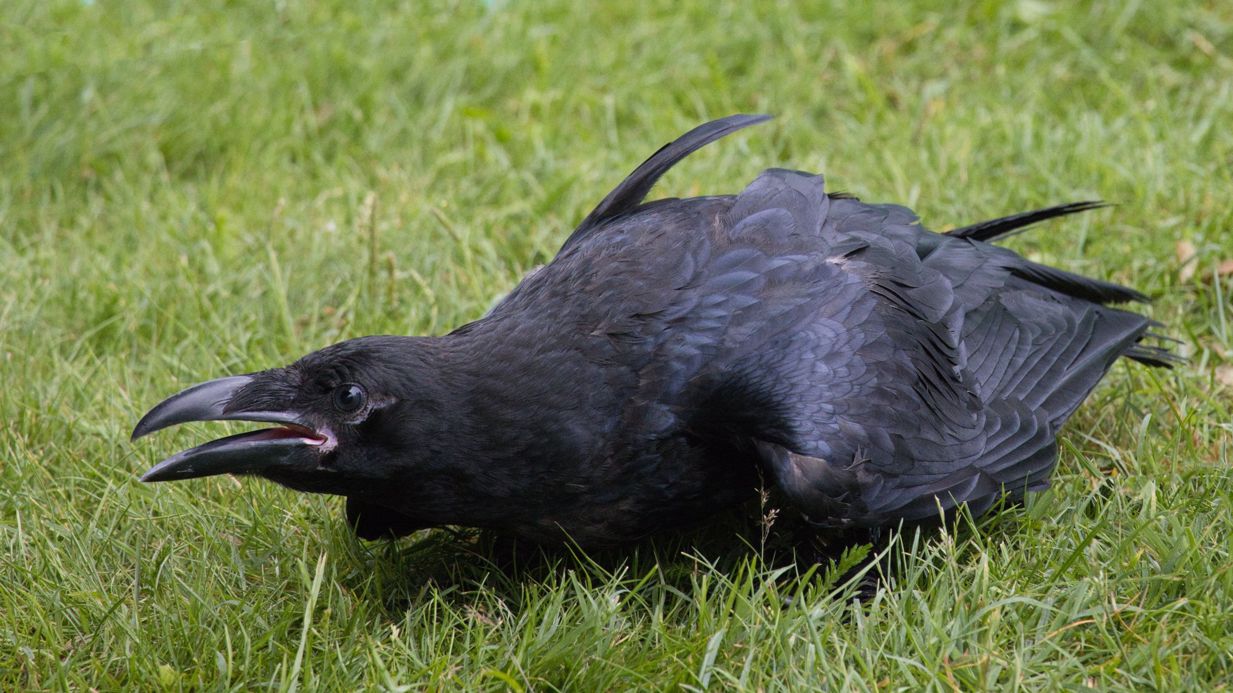 Crow p by Nige — YouPic