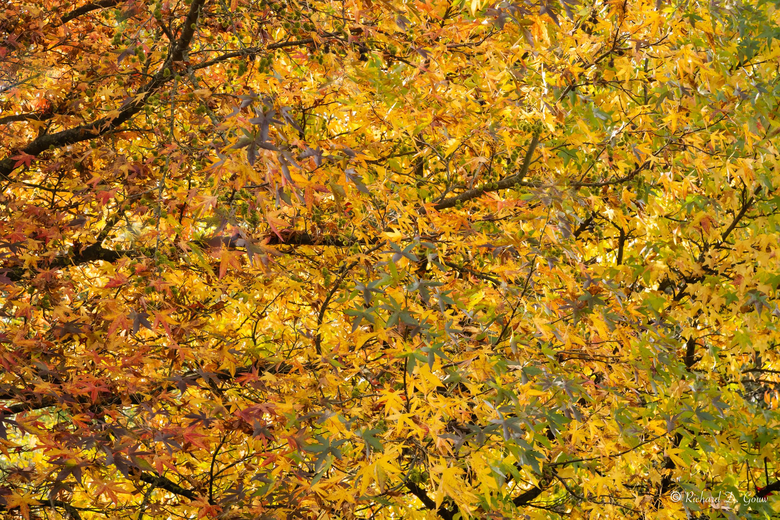Autumn Roof - Richard Gouw