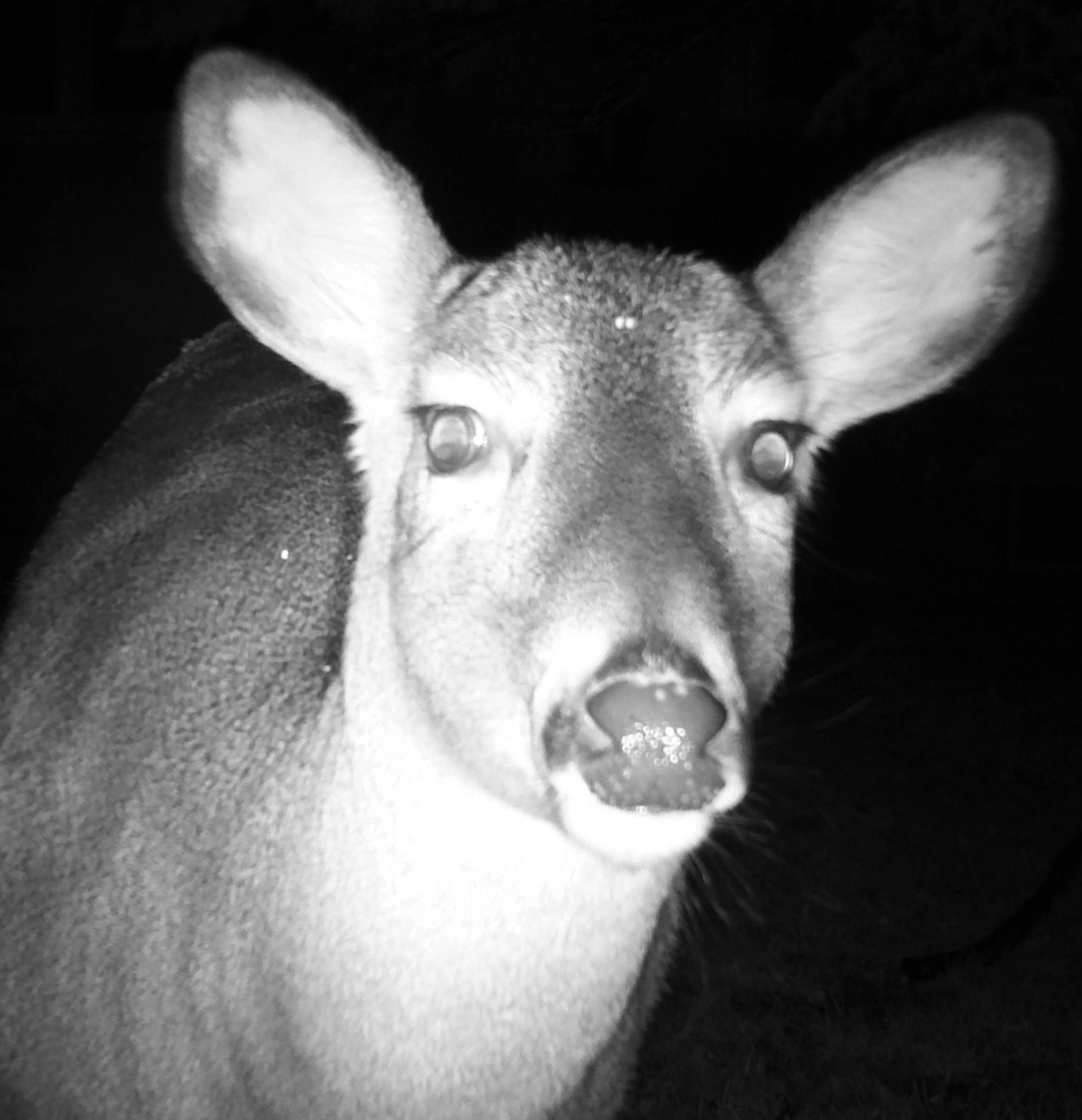 Doe Spotted Trail Camera by Geoff — YouPic