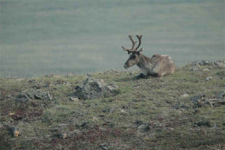 Resting Reindeer by Jim Robertson — YouPic