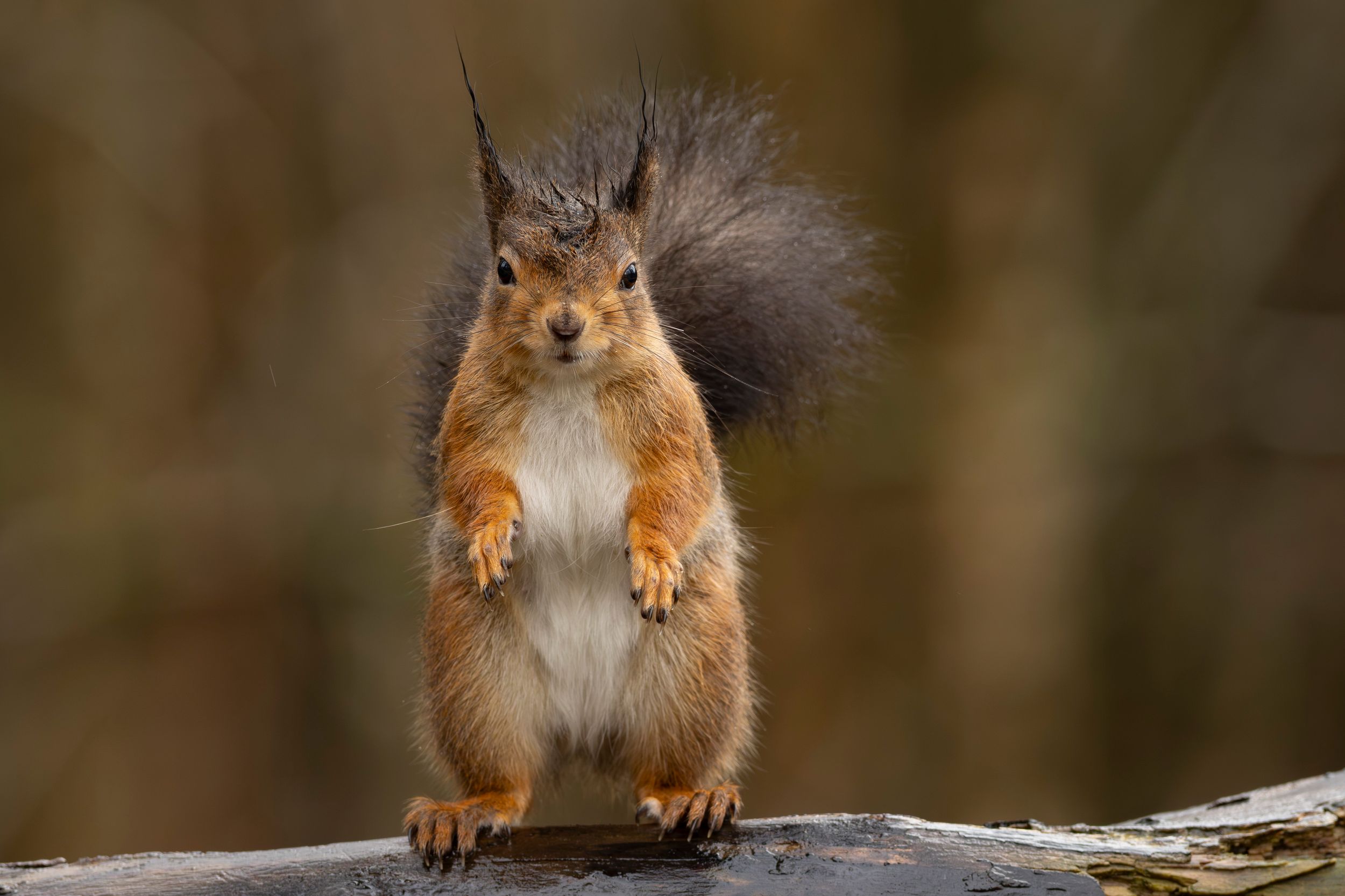 Red squirrel by MickiPhoto — YouPic