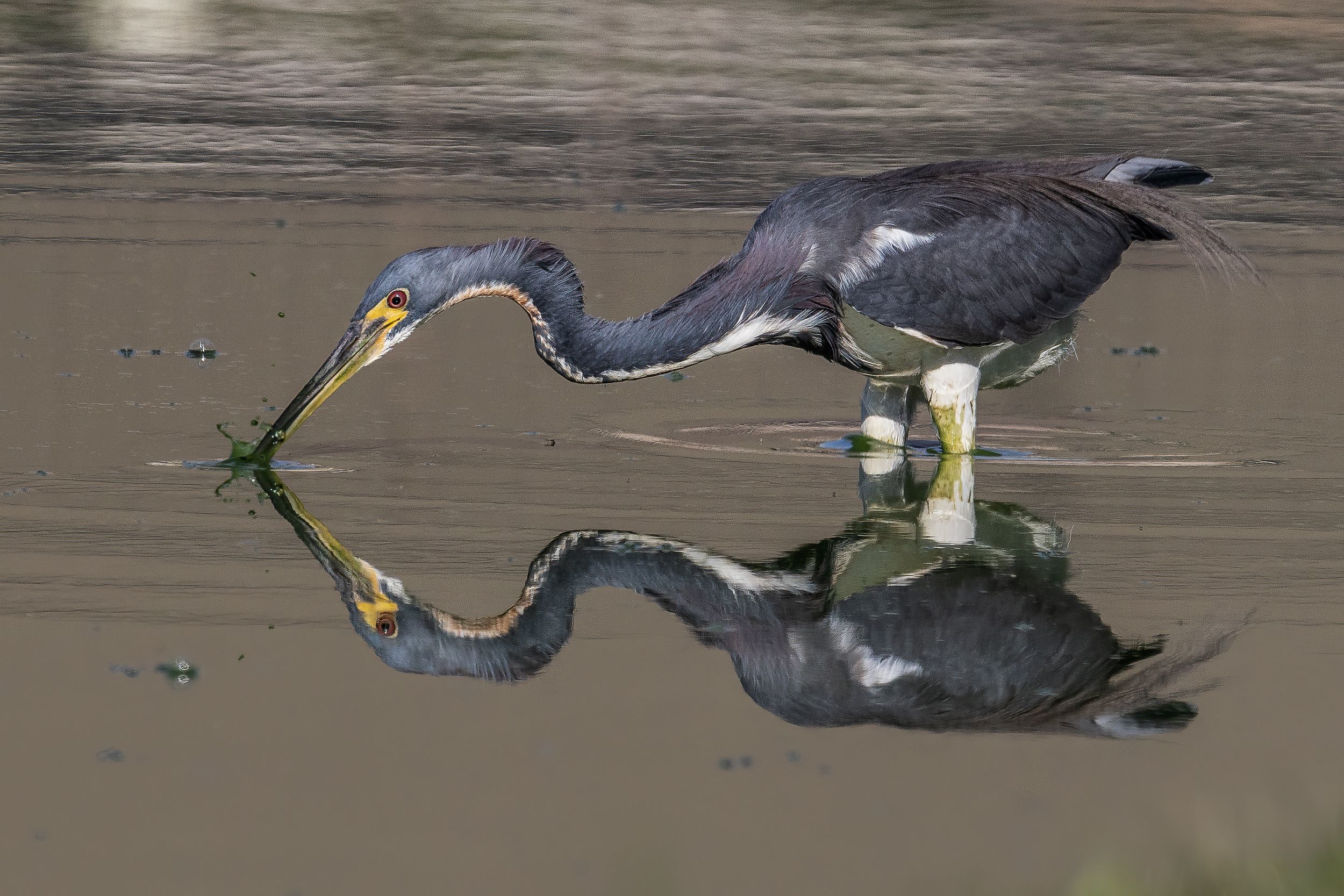 Tricolored Heron by Jim Talbert — YouPic