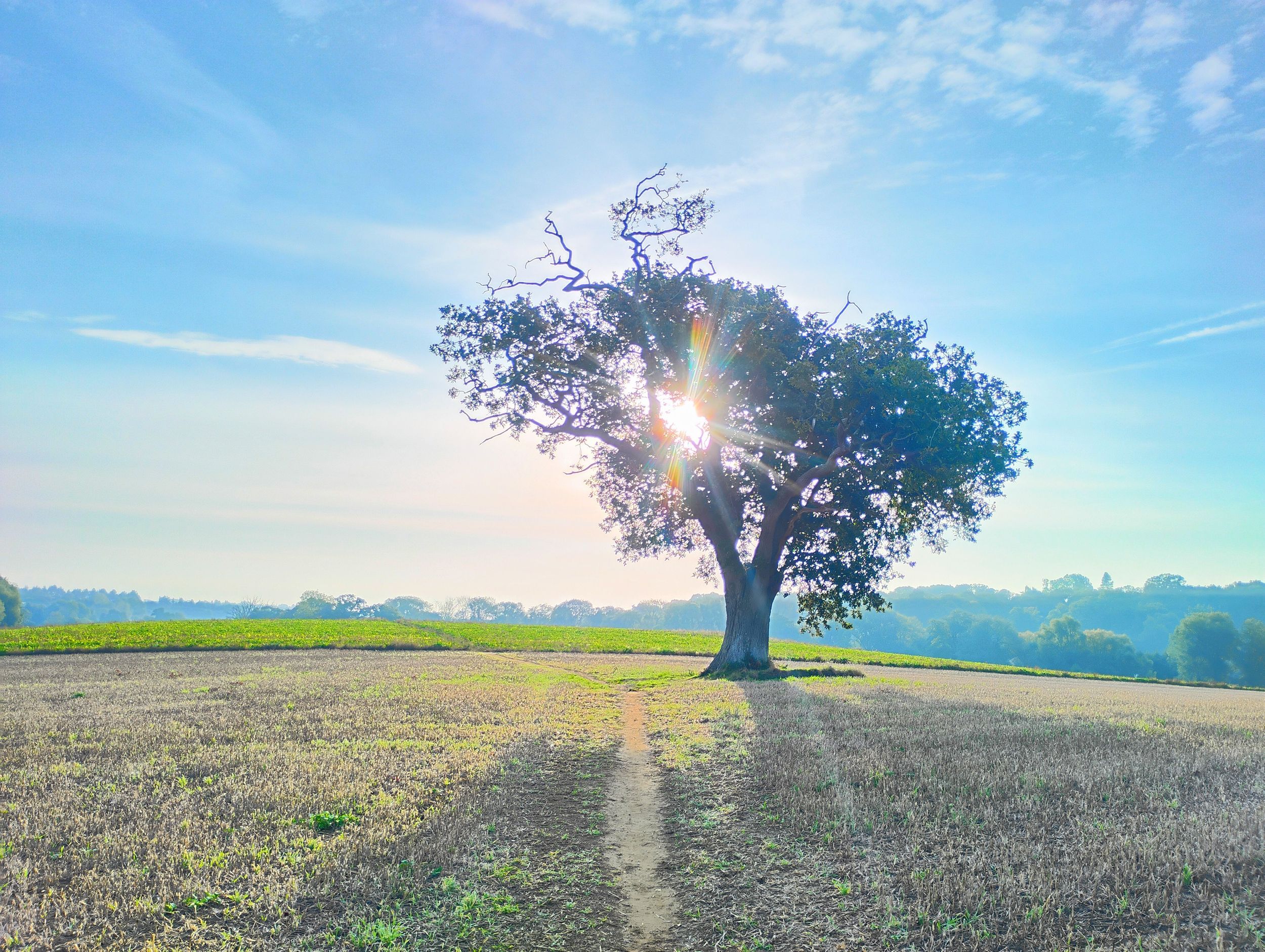 October Oak 2025 by artist remraf — YouPic