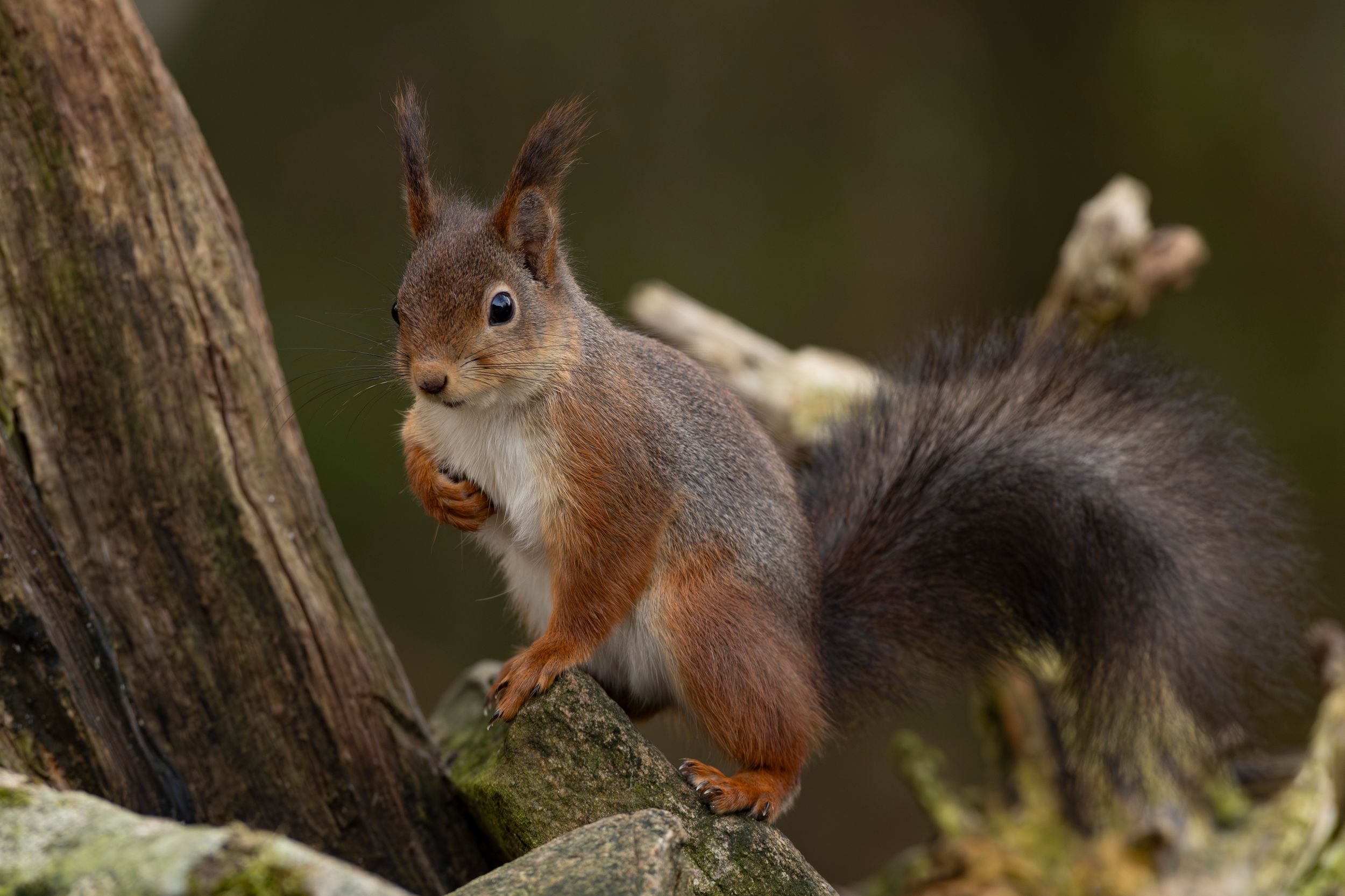 Red squirrel by MickiPhoto — YouPic