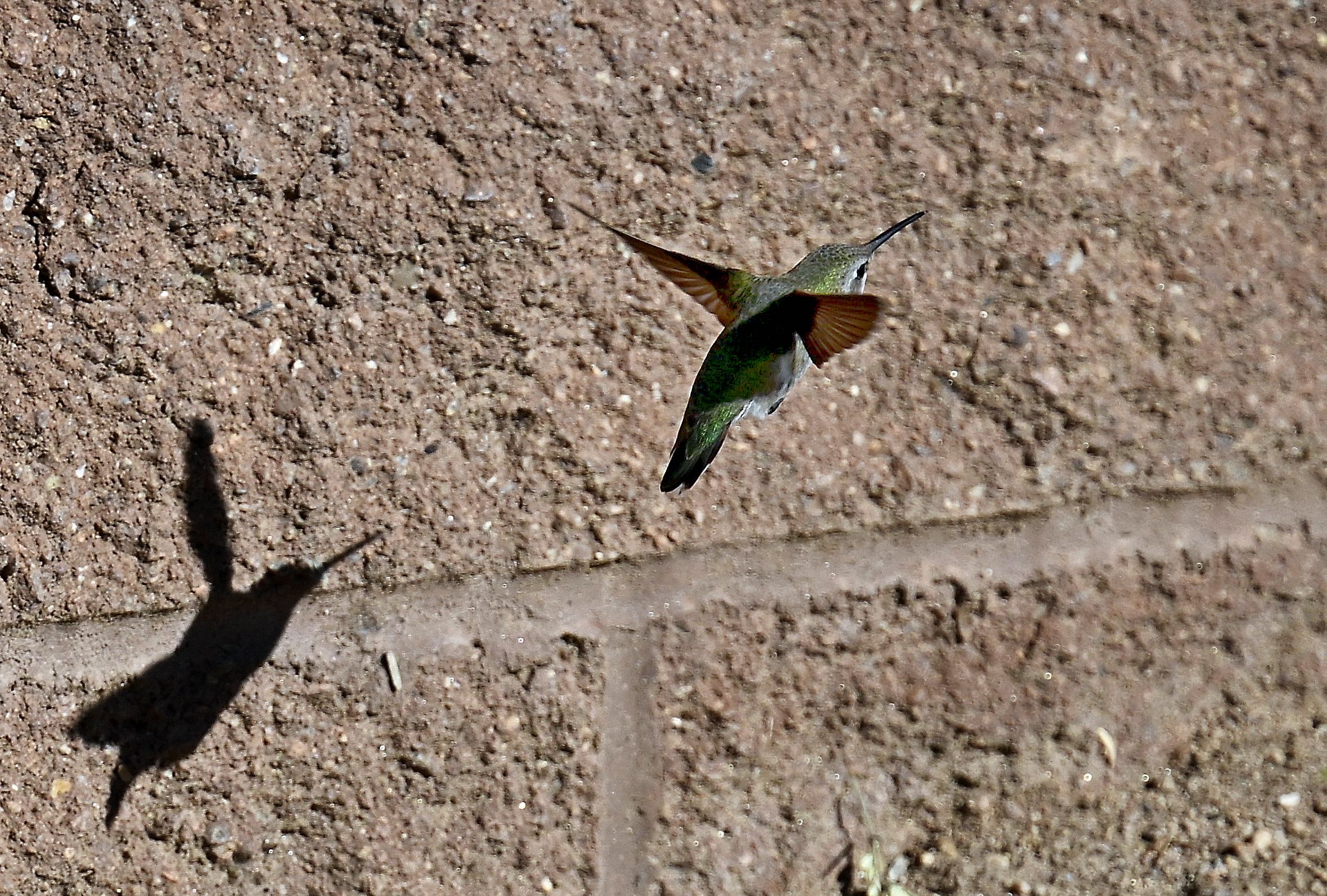 Hummingbird being followed by its Shadow by Michael — YouPic