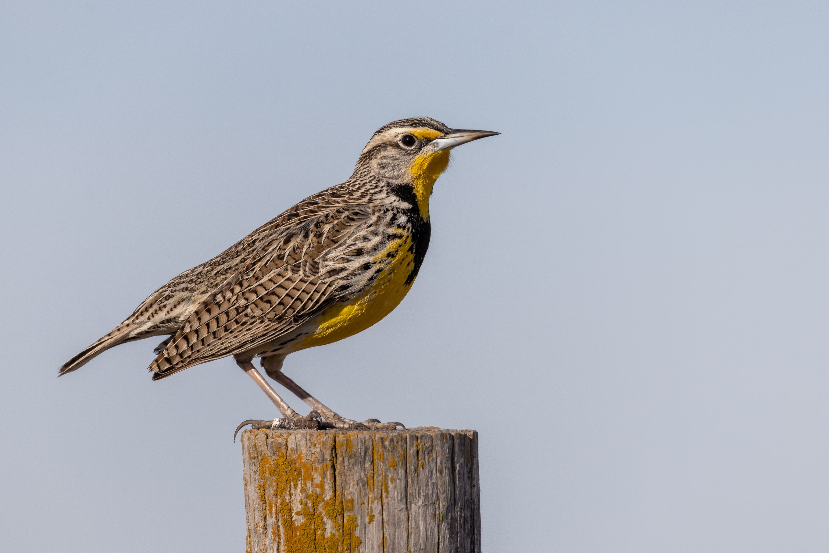Western Meadowlark by Jim Talbert — YouPic