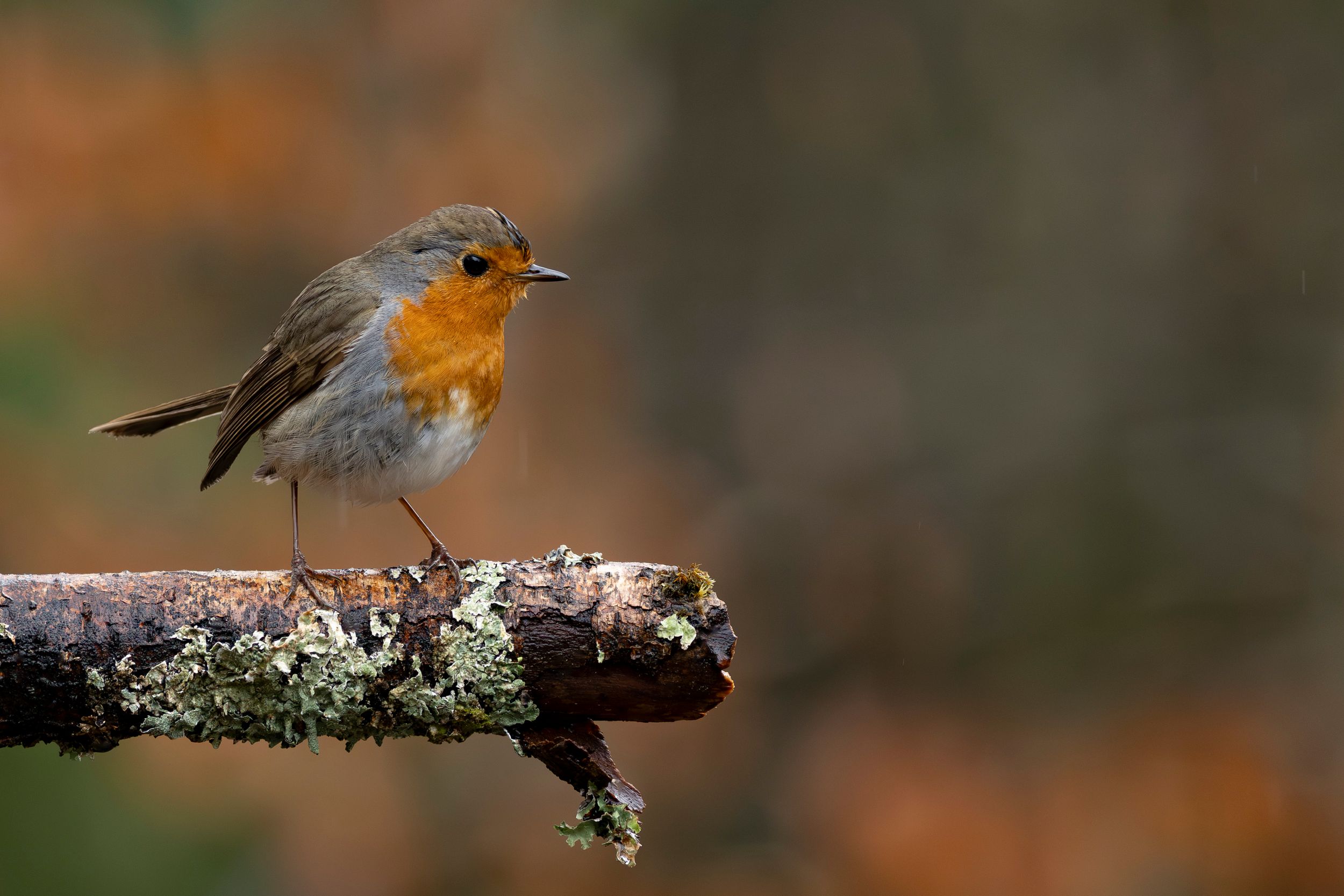 European robin by MickiPhoto — YouPic
