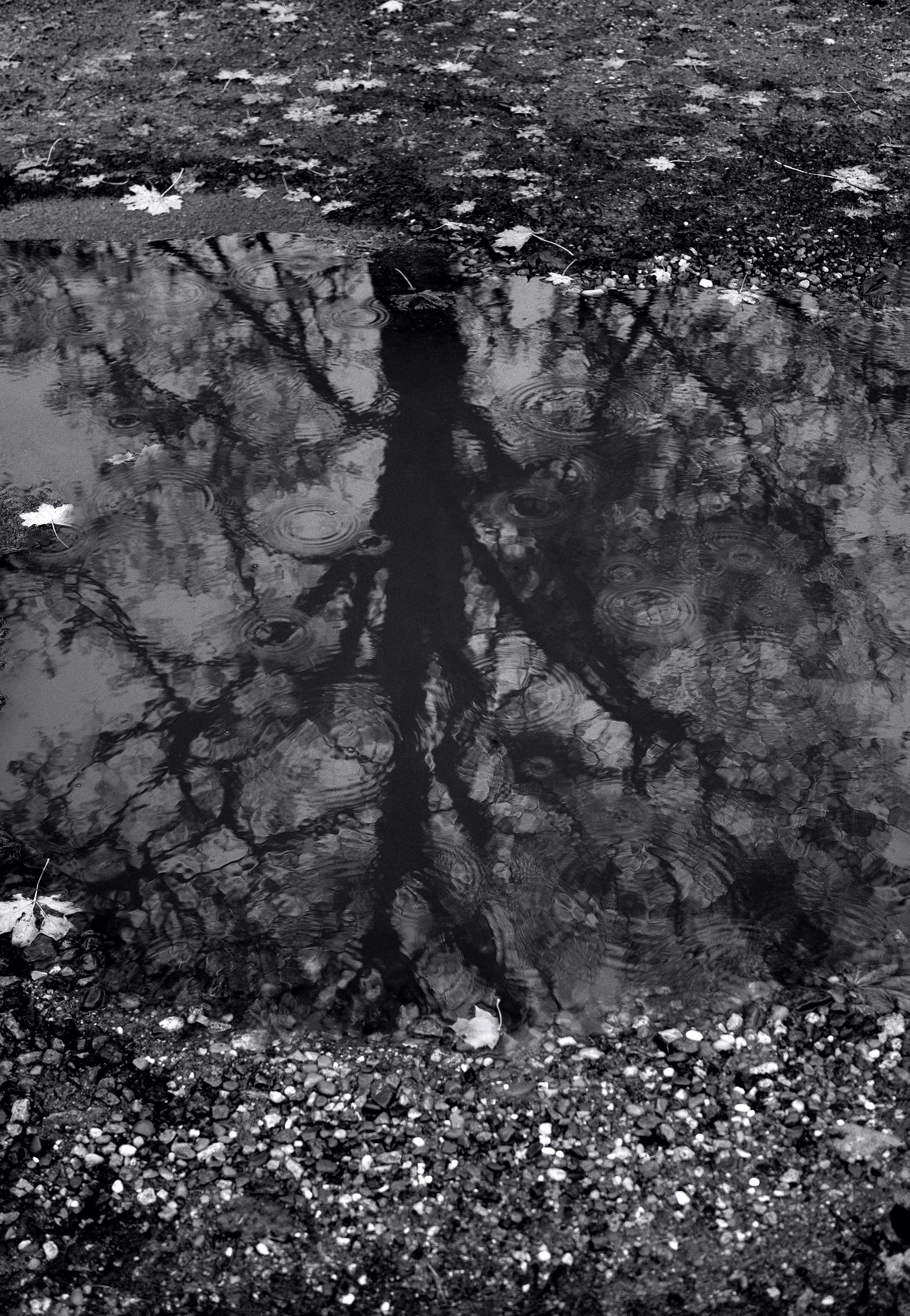 Tree Puddle by Gillian James — YouPic