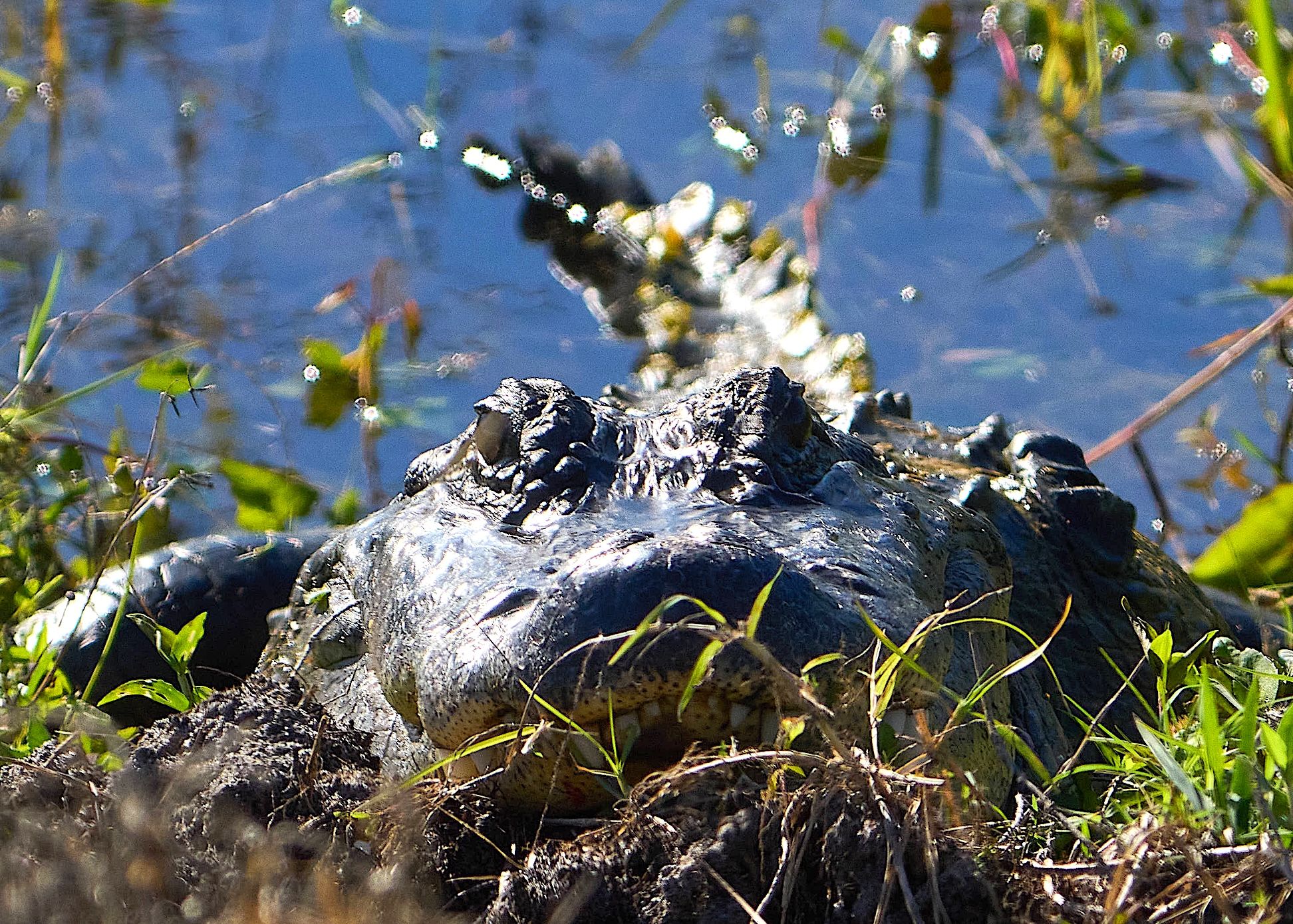Florida Gator by Paul Lombardi — YouPic