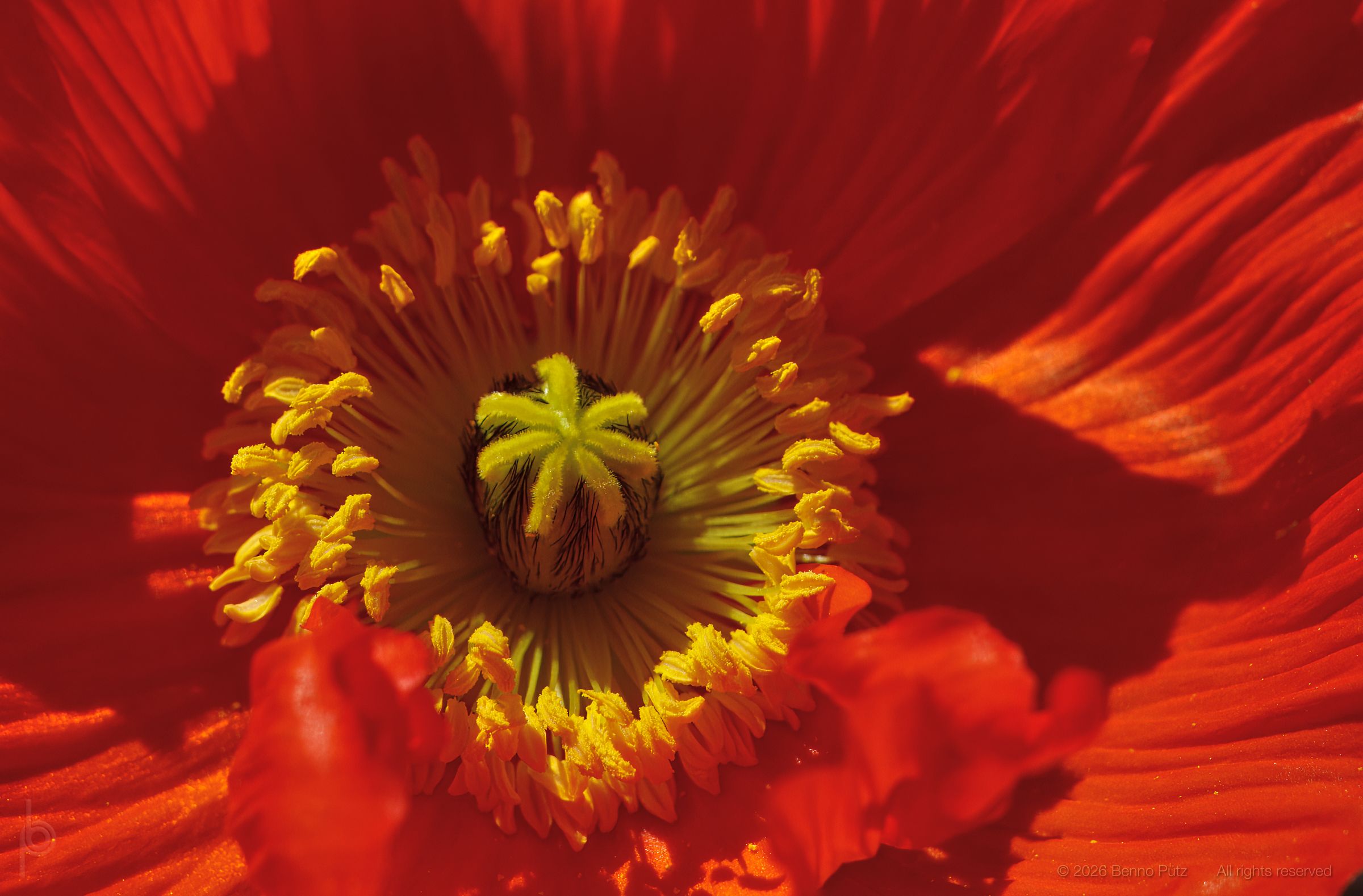Poppy closeup by Benno Pütz — YouPic