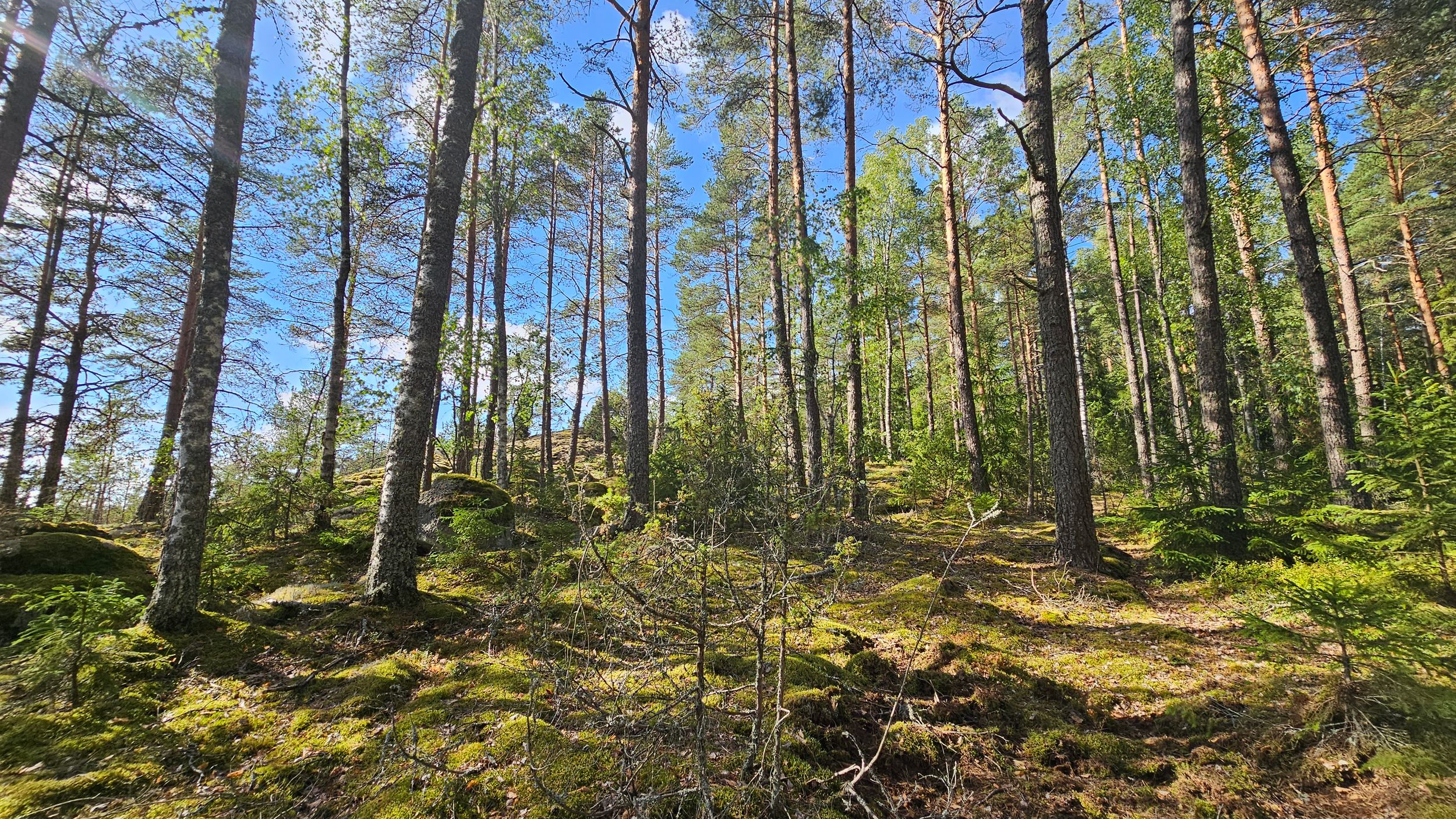 Trees Sunny Clouds by Jari Välimäki — YouPic