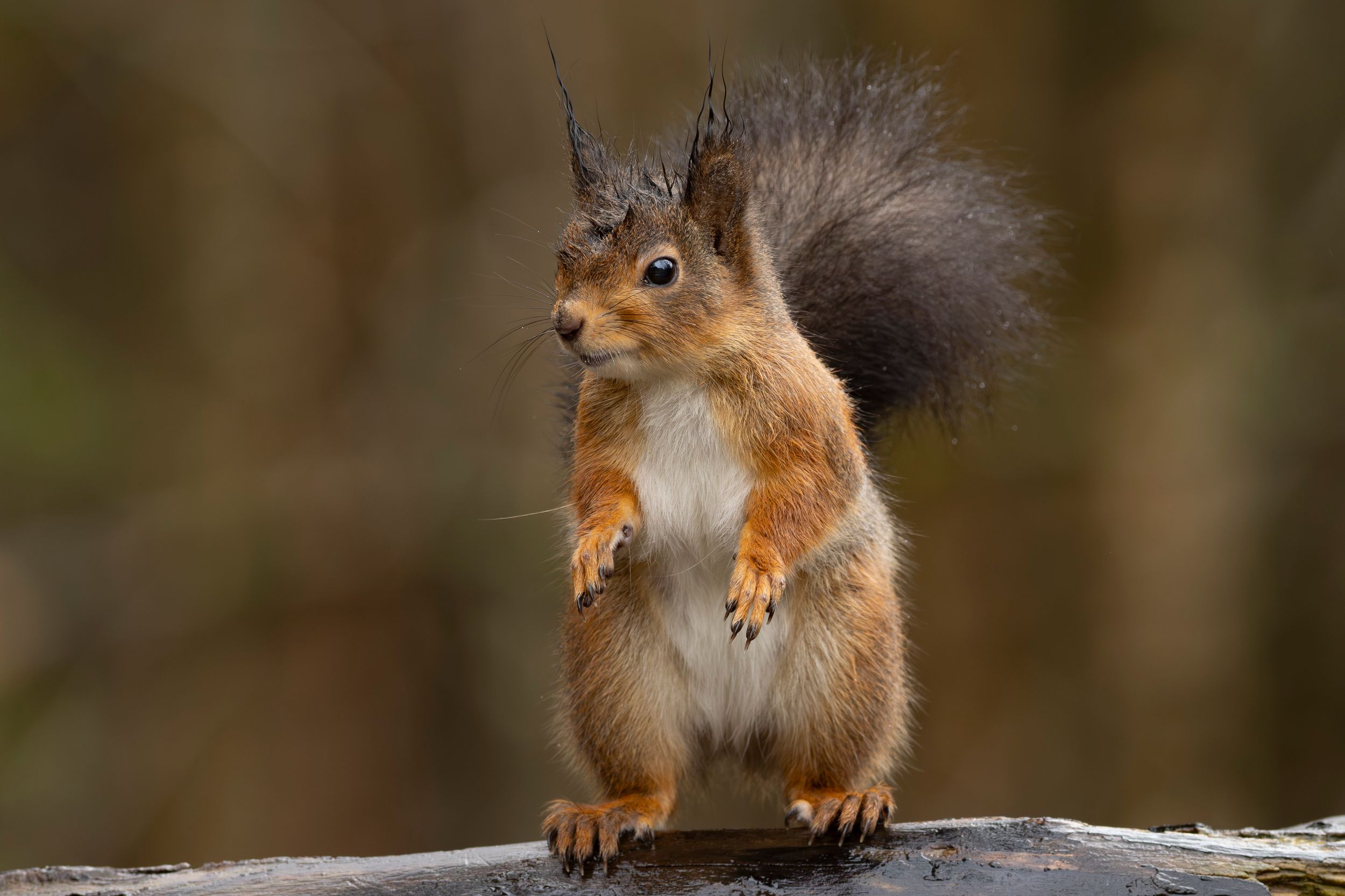 Red squirrel by MickiPhoto — YouPic
