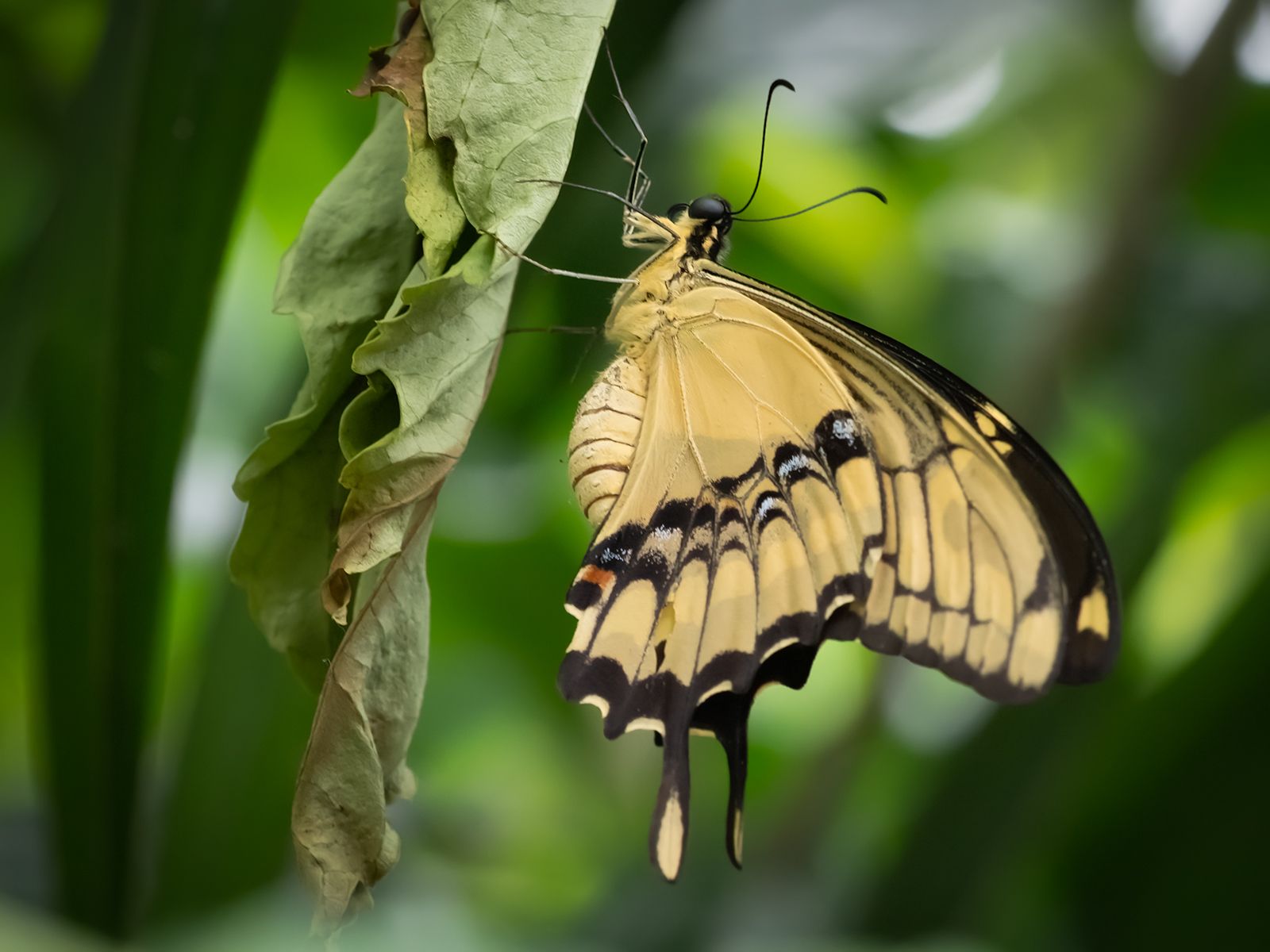 Thoas Swallowtale Butterfly by Jim Obee — YouPic