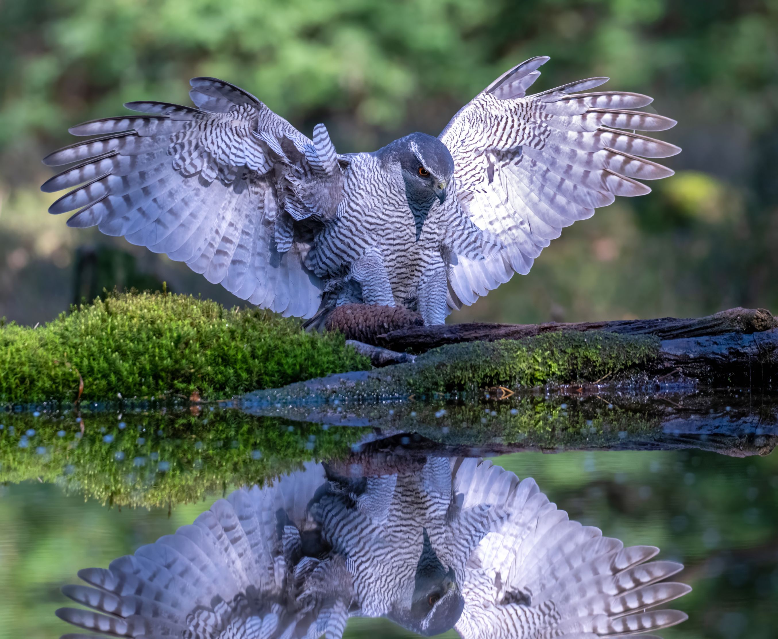 Hawk reflection by Zeno Swijtink — YouPic