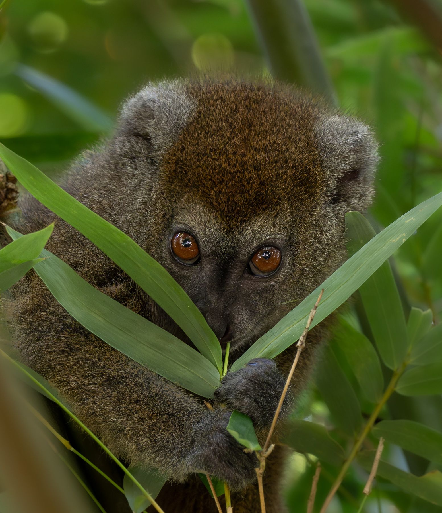 Lesser Bamboo Lemur by Peter Howlett — YouPic