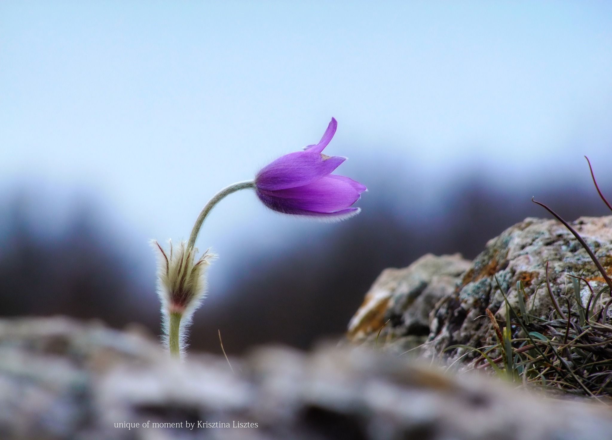 SPRING SURPRISE by liszteskriszti — YouPic