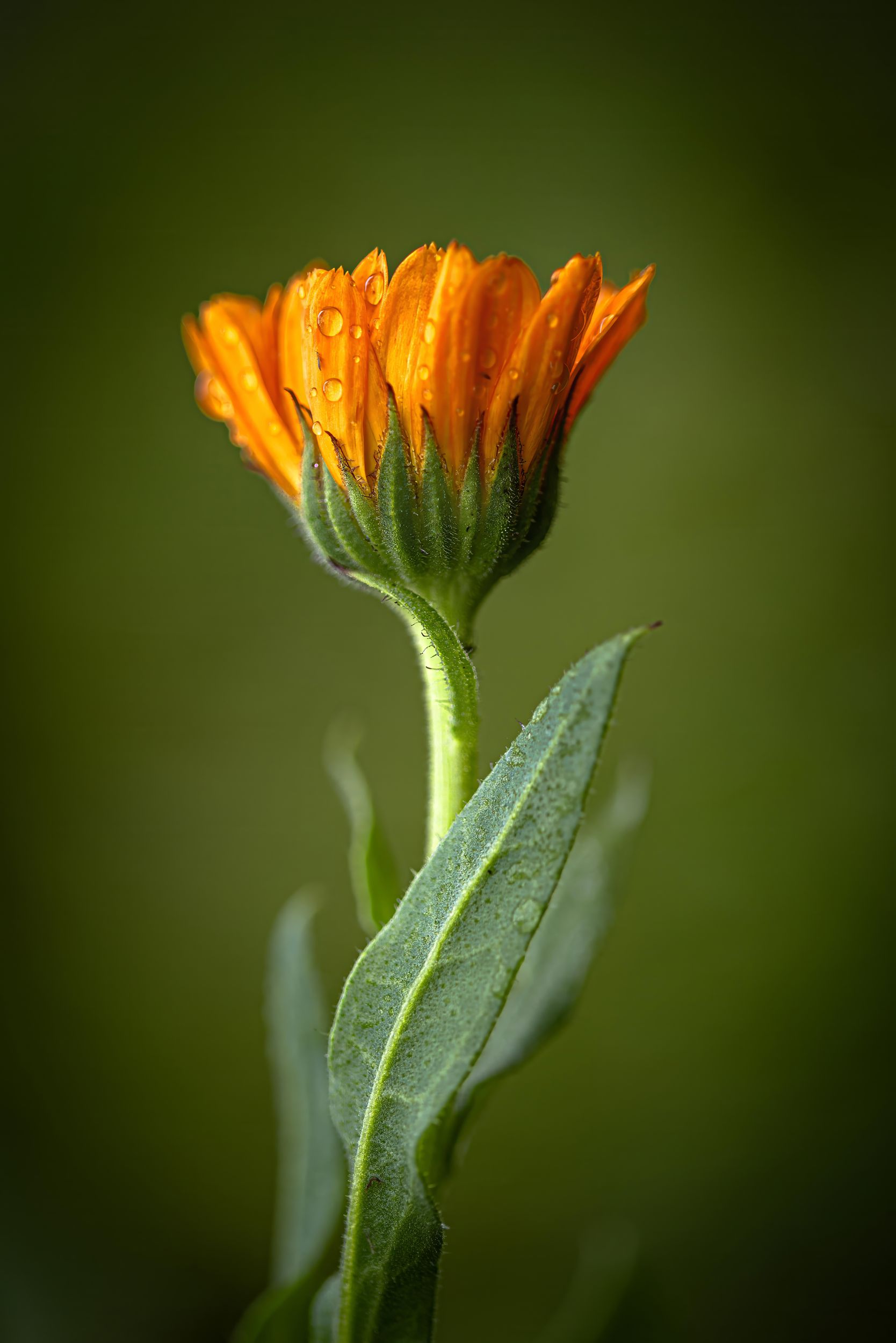 Nature's Portrait by Robert A. Merrill — YouPic