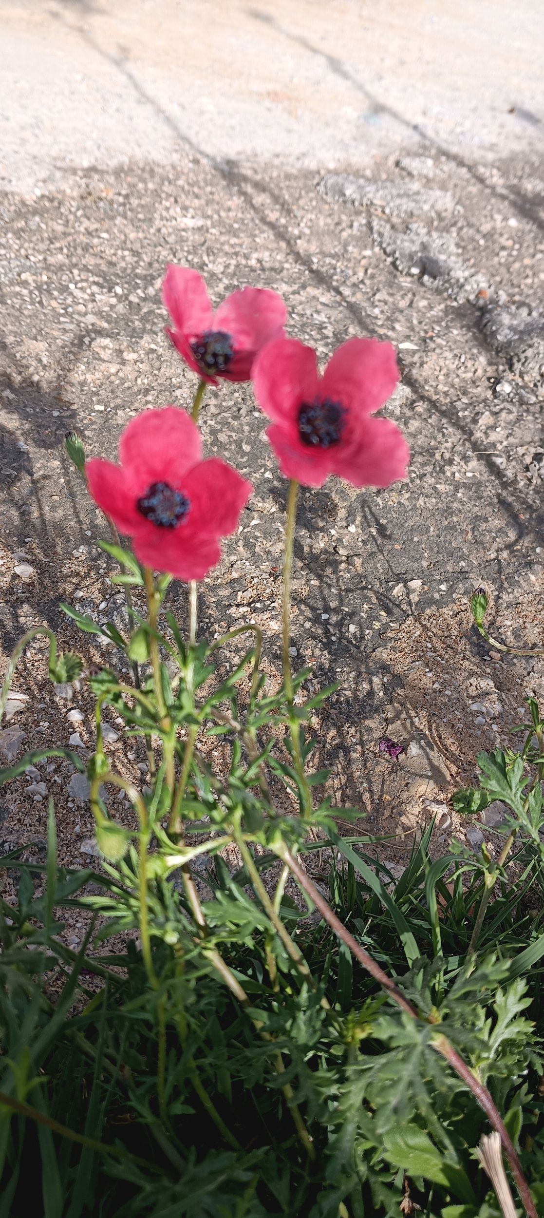 Mini Poppies by Vevann S — YouPic