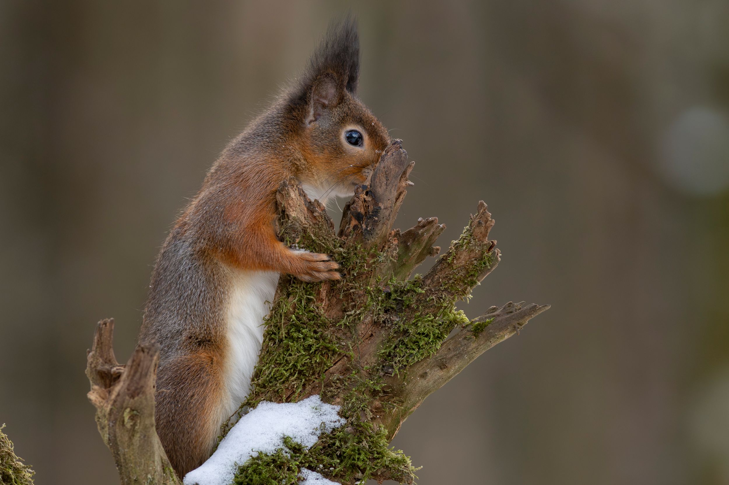 Red squirrel by MickiPhoto — YouPic