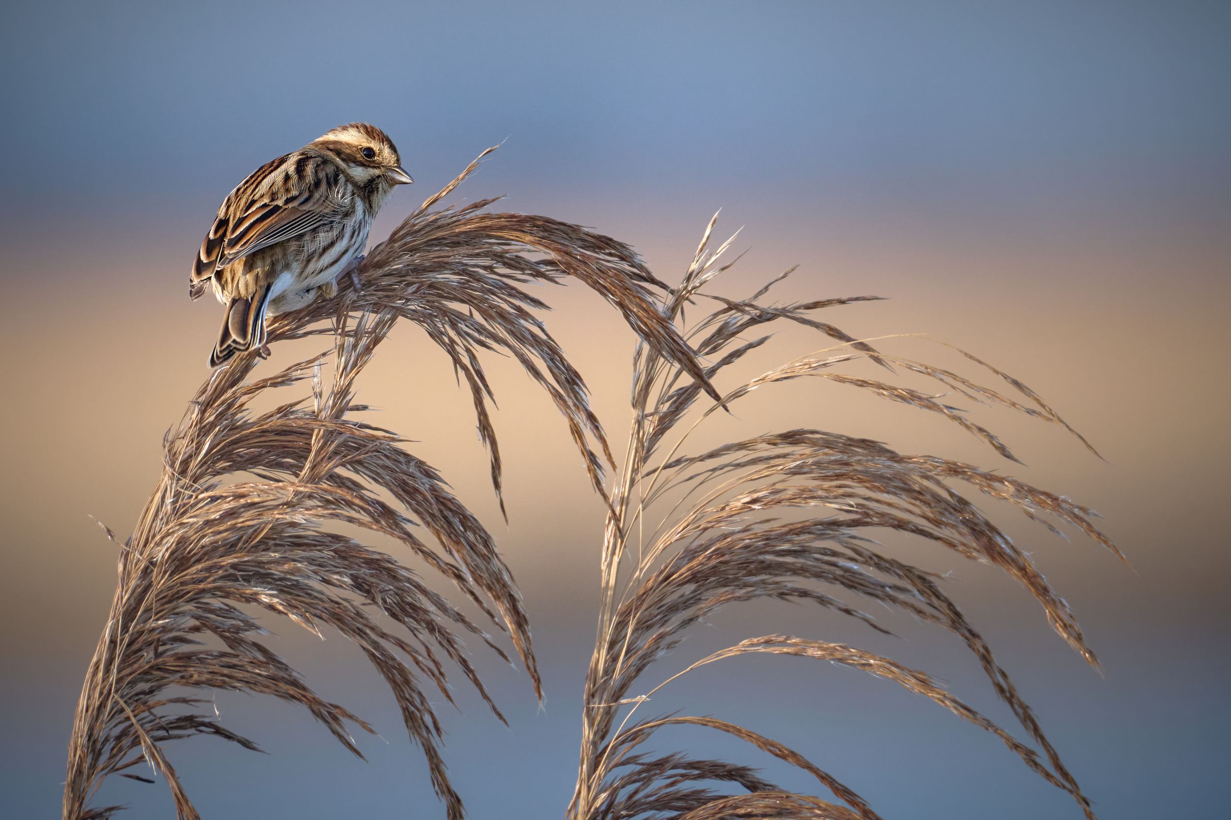 Reed bunting. by miwwim — YouPic