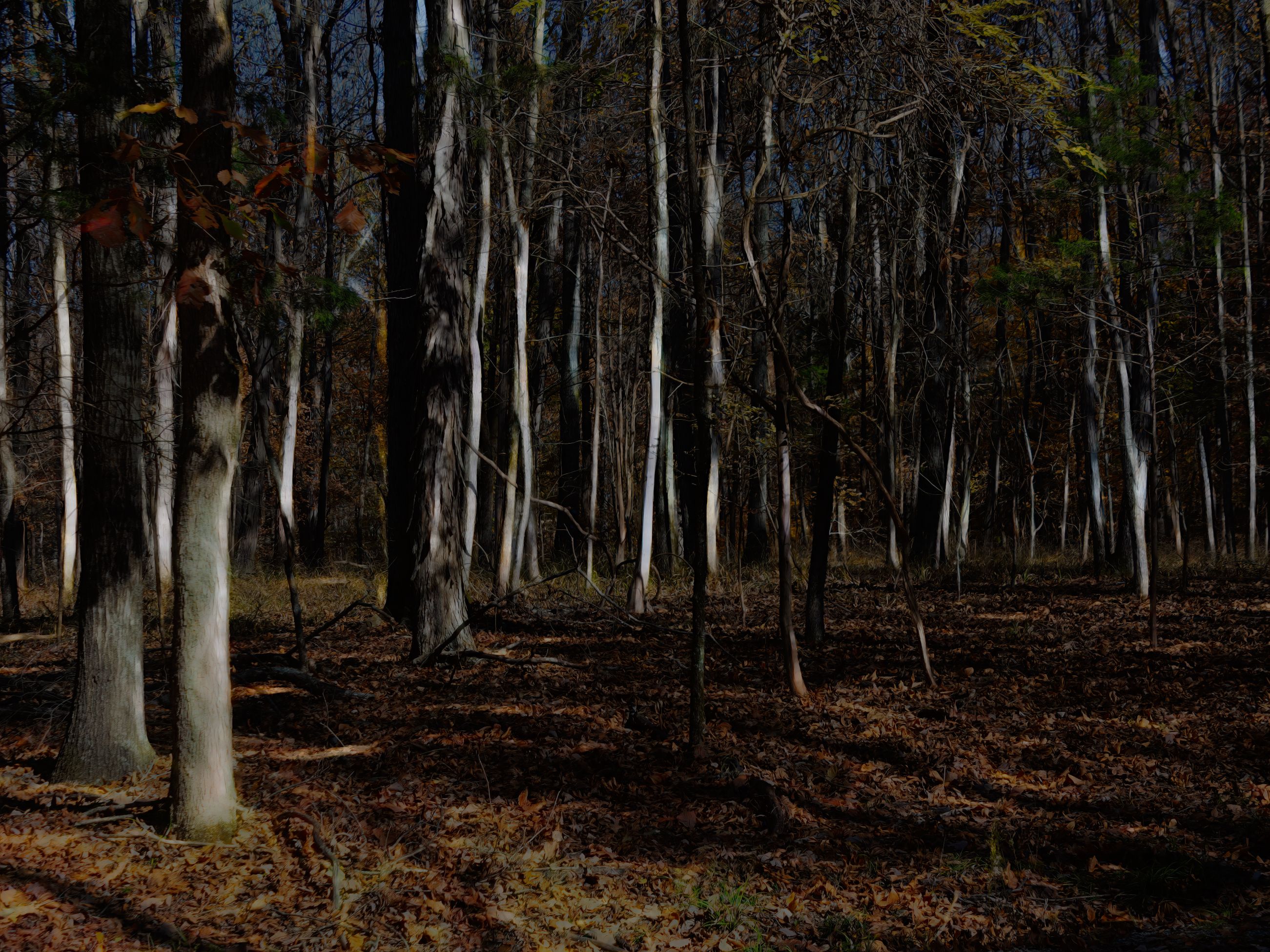 November woods by AlexLupu — YouPic