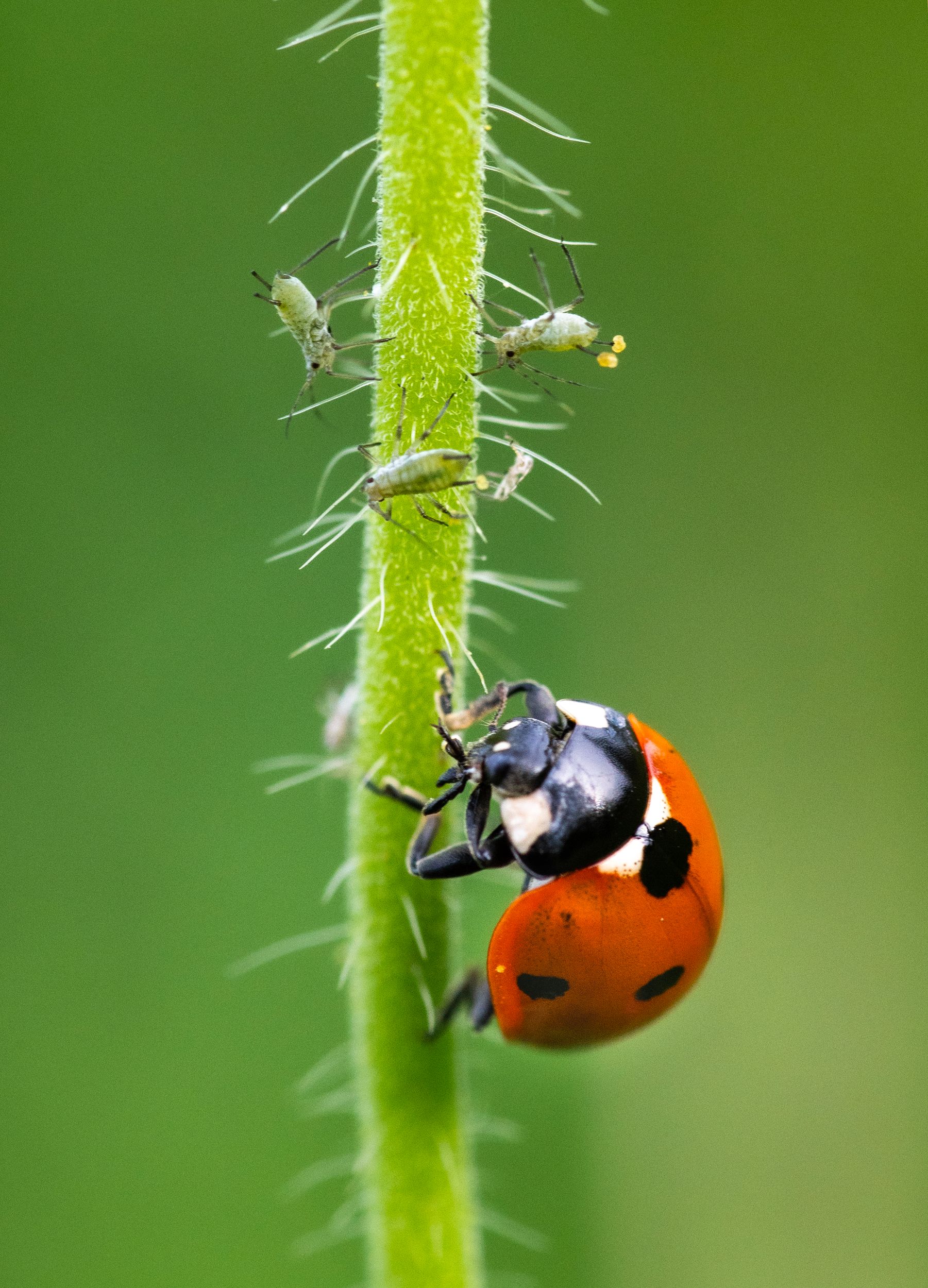 Ladybug by Linda Persson — YouPic