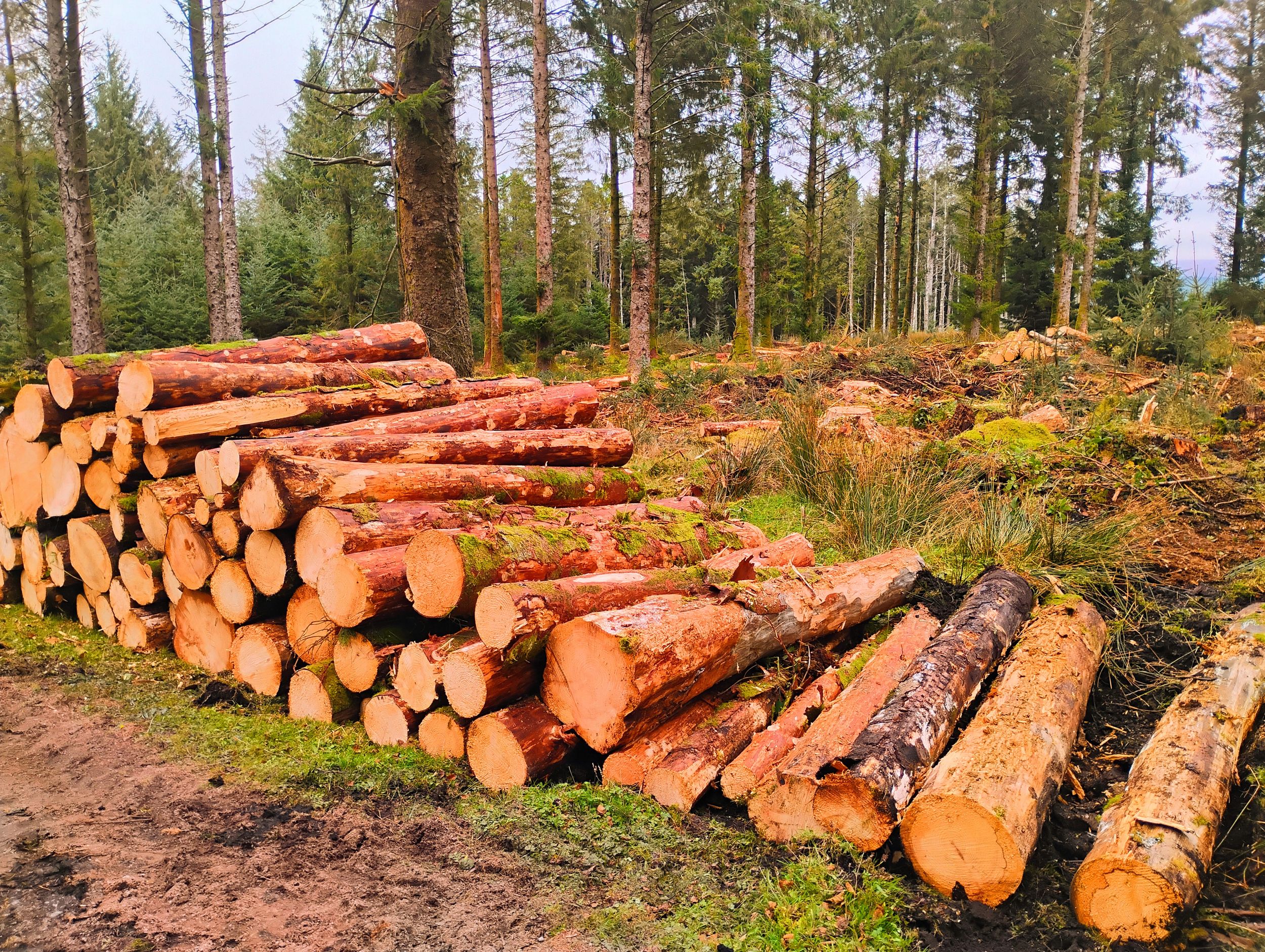 Dartmoor Lumber 2025 by artist remraf — YouPic