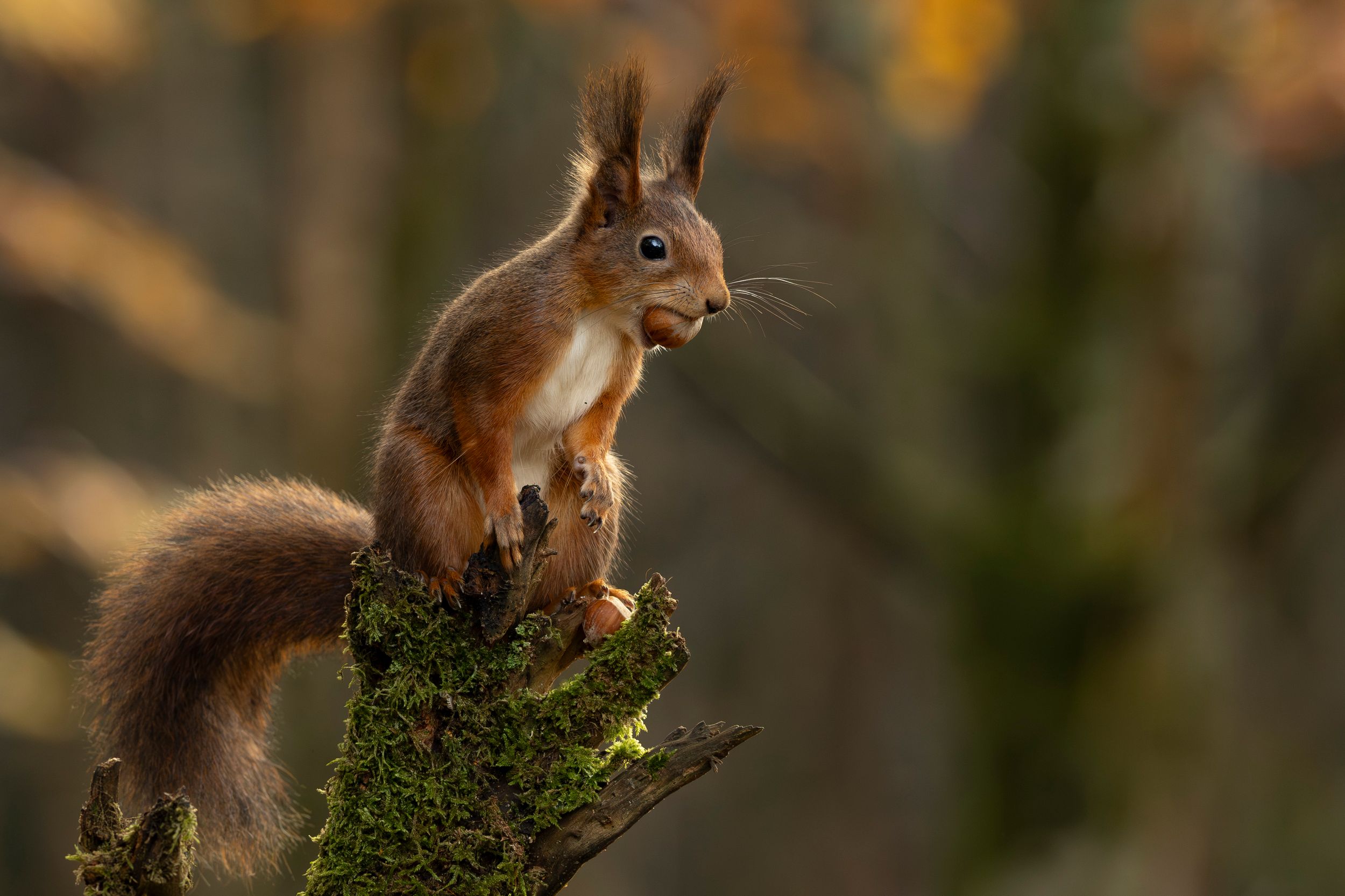 Red squirrel by MickiPhoto — YouPic
