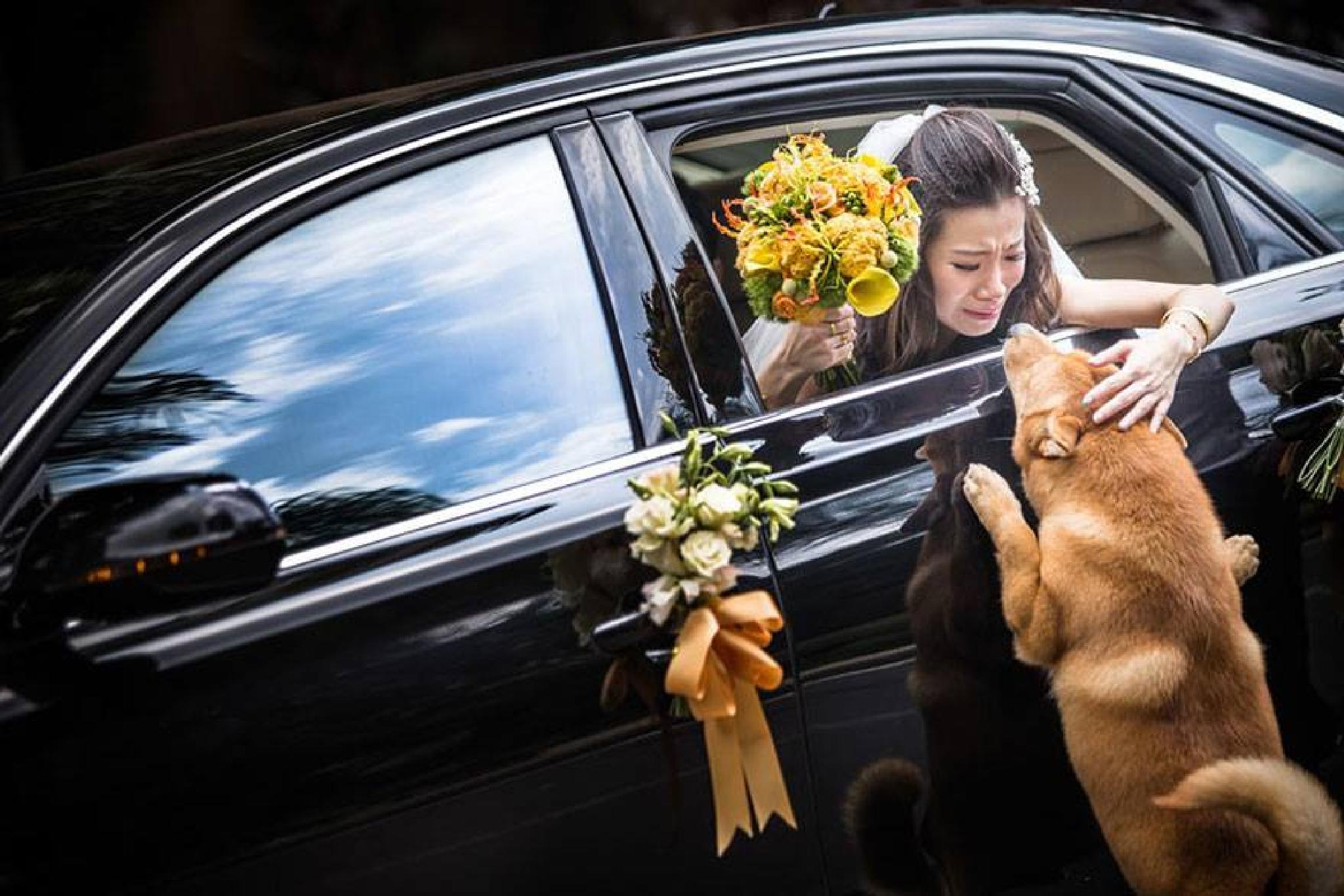 Смешное прощание. Свадебная фотосессия с собакой. Самые трогательные моменты. Фотографы и их работы. Собака невеста.
