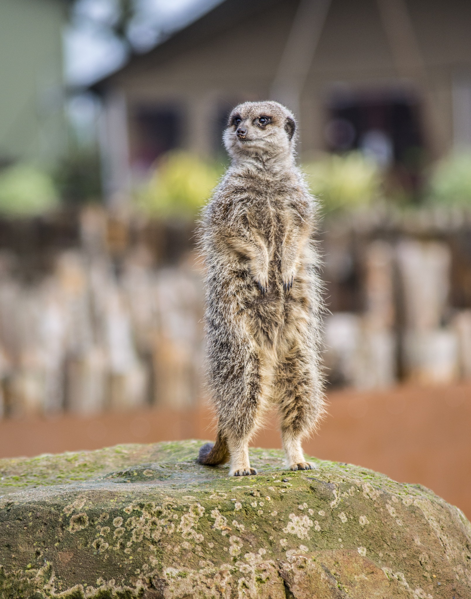 Snake-bitten Meerkat Returns Home | BBC Earth - YouTube