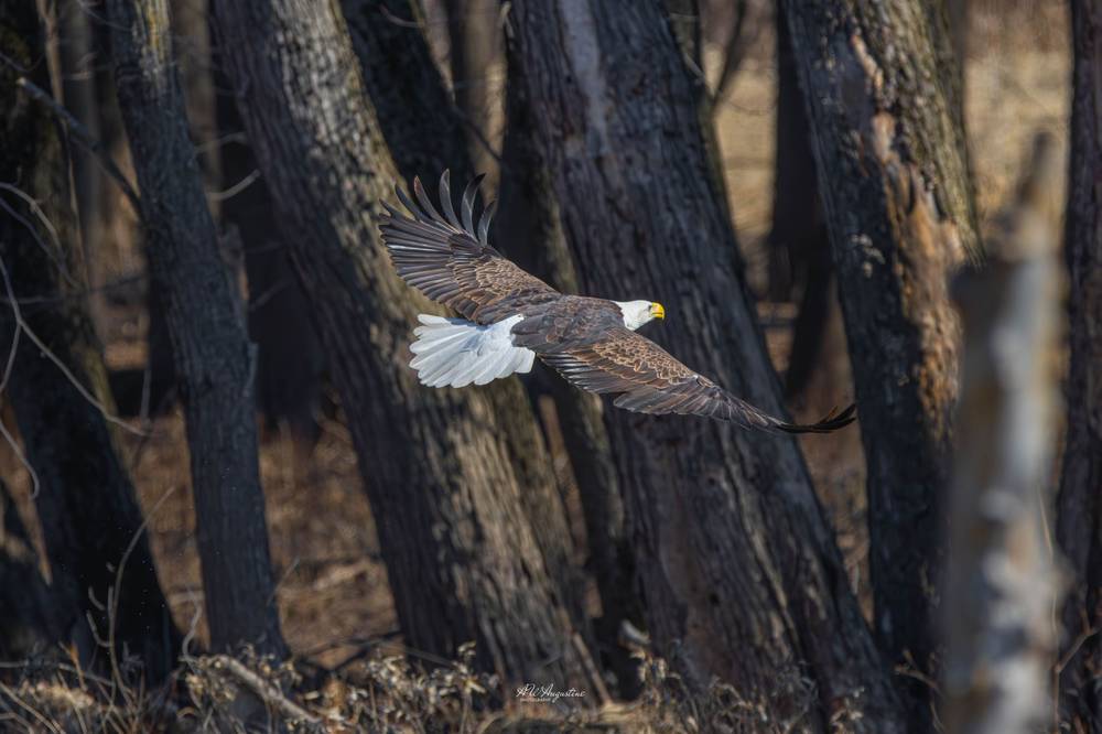 Photo in Nature #Iowa #United States #Eagle #bird #nature #wildlife